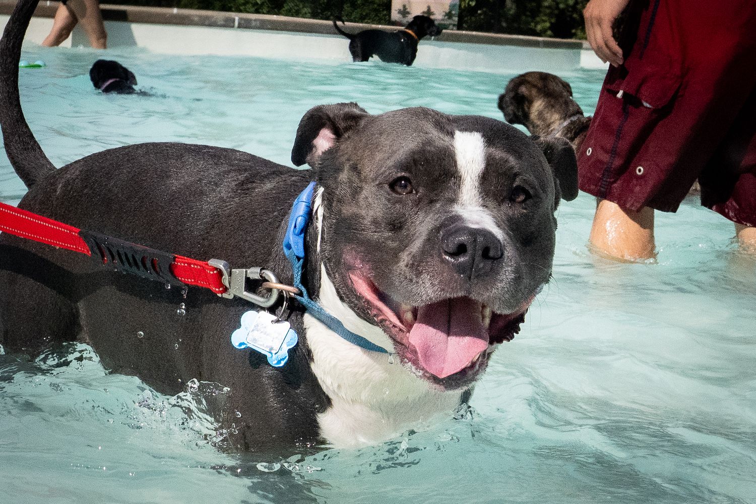 A happy gray and white pit bull dog wearing a blue harness splashes in a swimming pool.