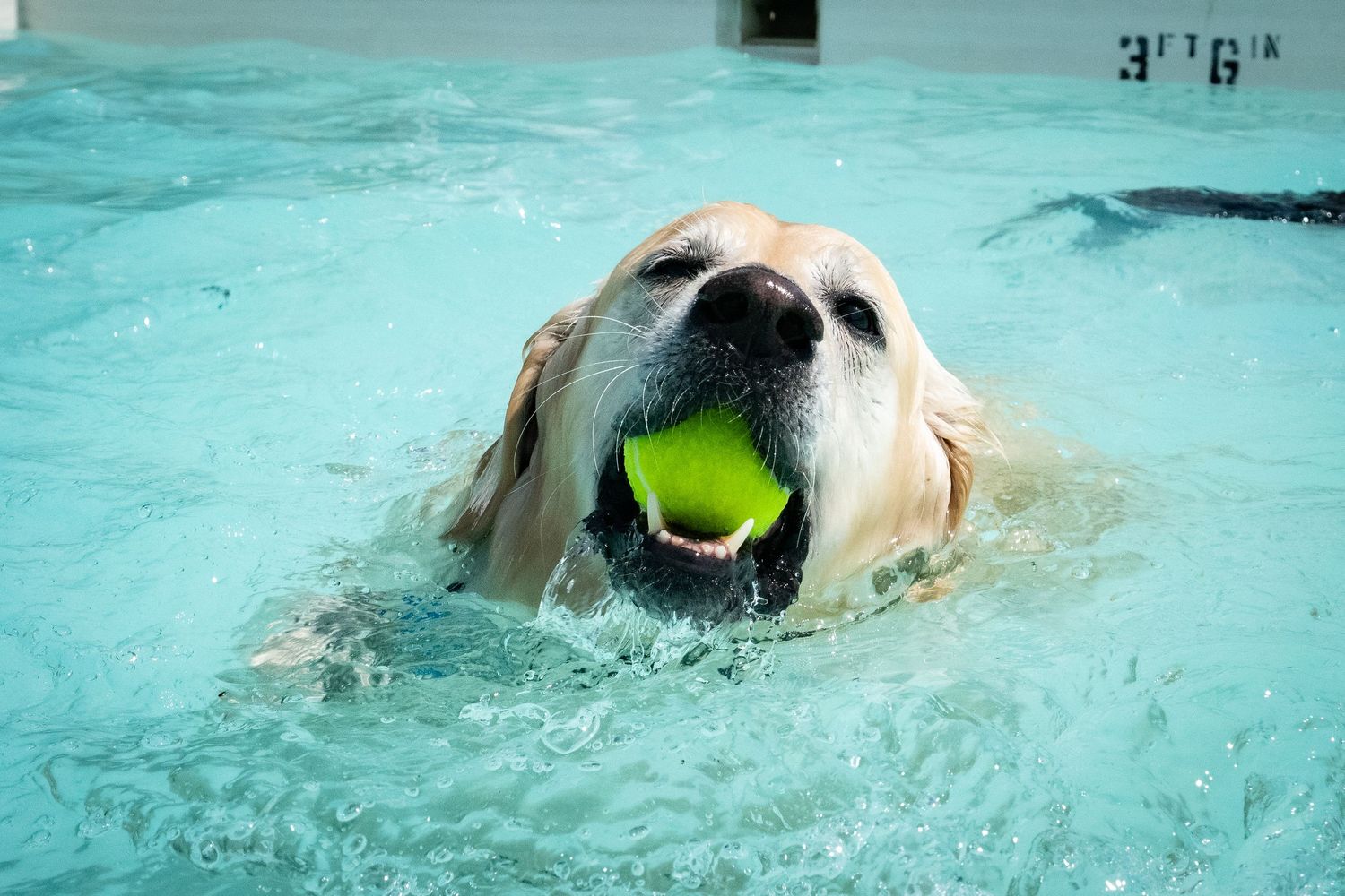 Yellow Labrador swims in pool carrying green tennis ball in its mouth.