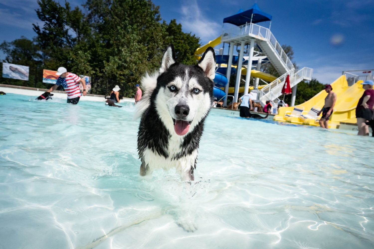 A happy Siberian Husky walking through a shallow outdoor pool at a water park.