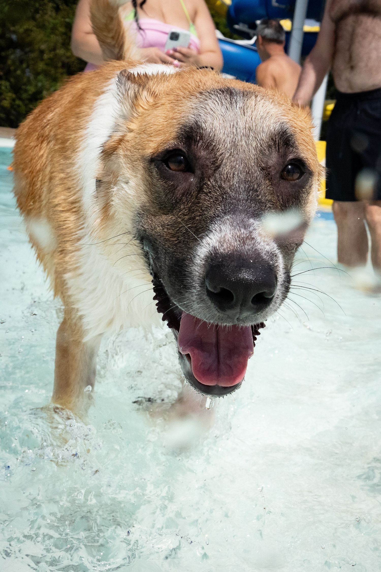 A large tan and white dog wades through a pool with mouth open toward the camera.