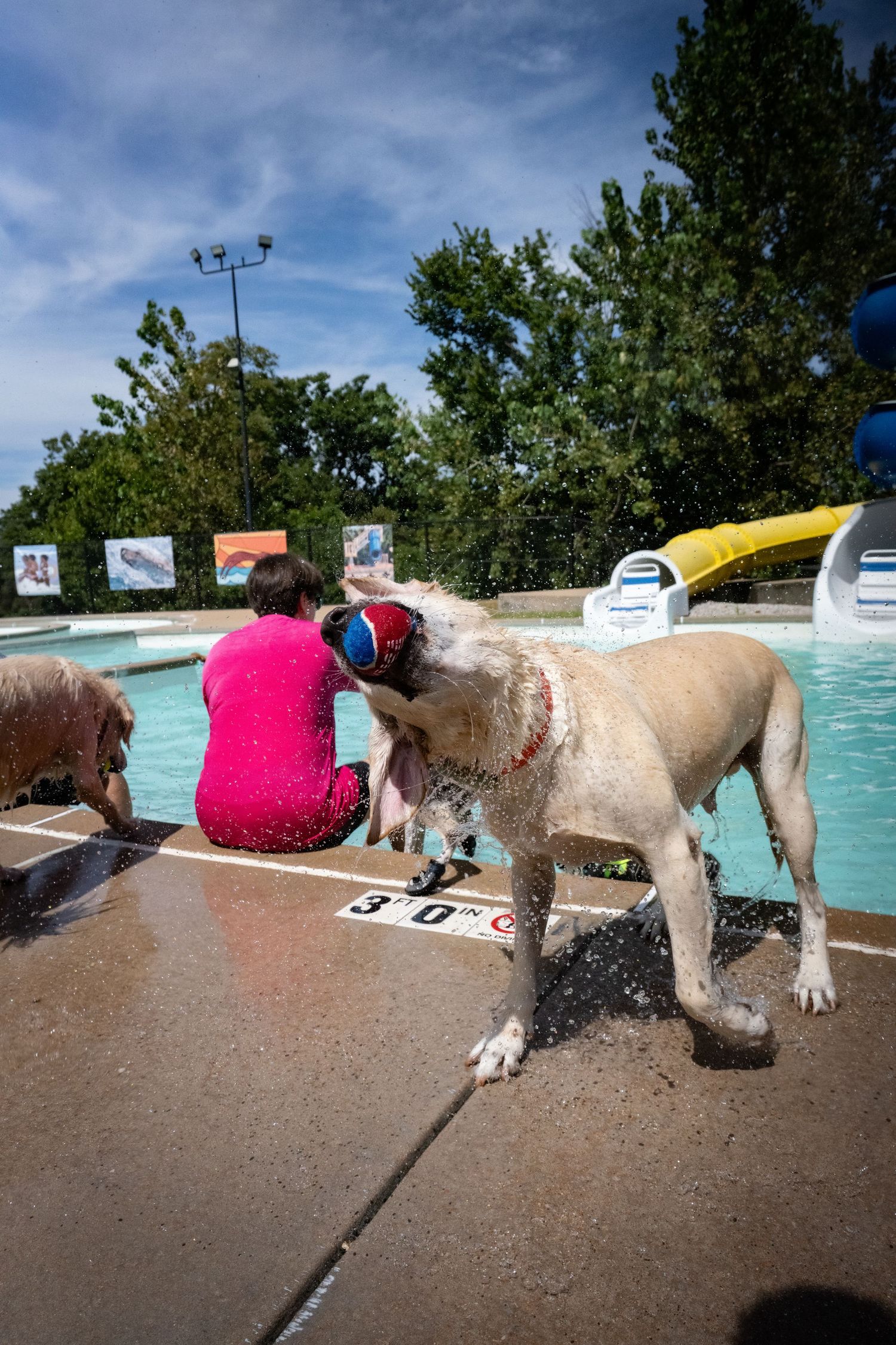 A wet white dog shakes off water by a public pool while a person in pink sits nearby on a sunny day.