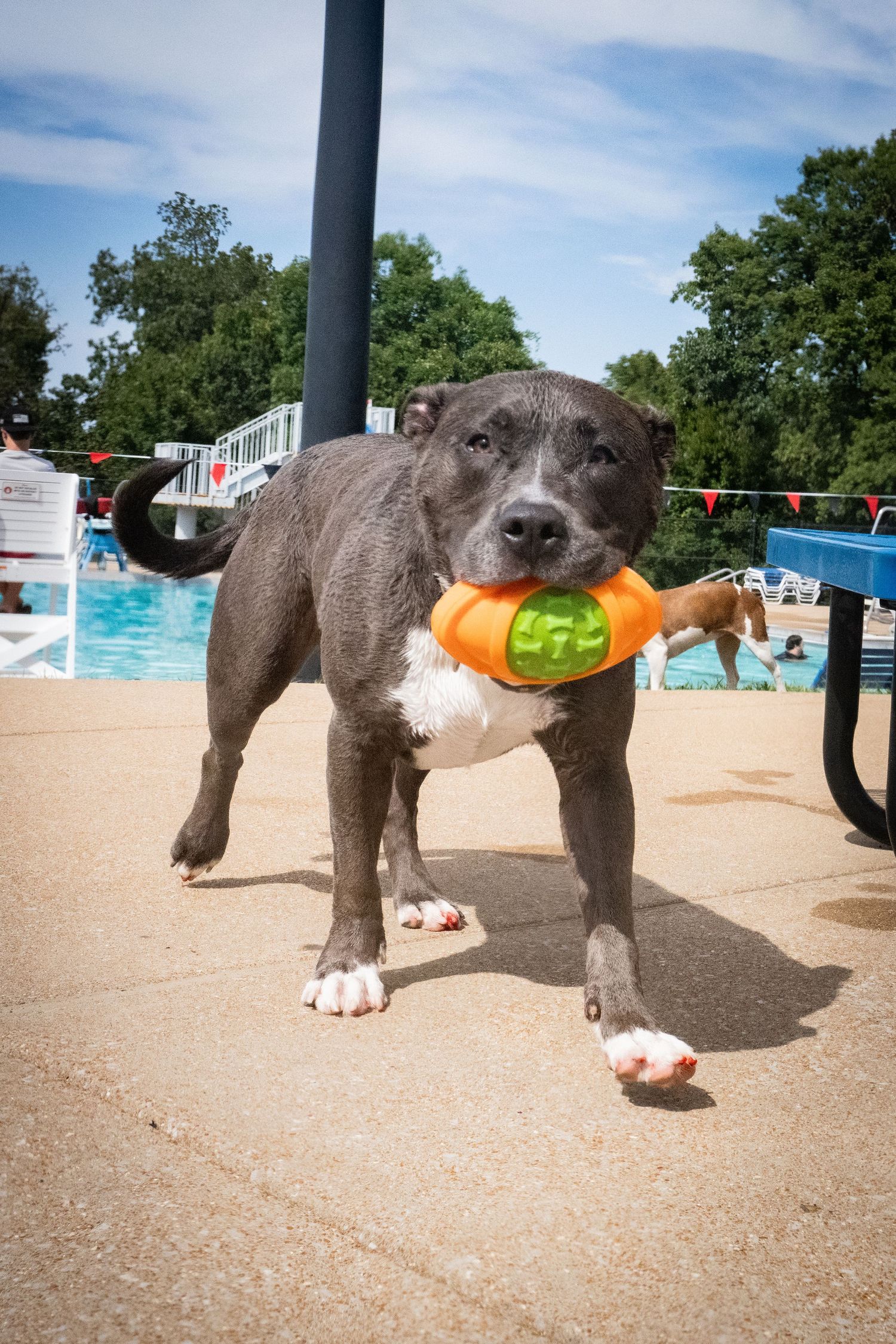 A gray Pit Bull dog stands on a pool deck holding an orange and green toy in its mouth.