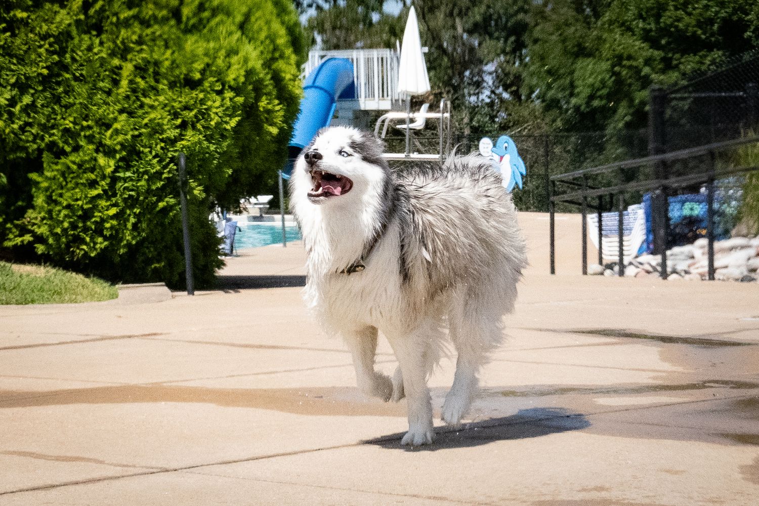 Fluffy white Samoyed dog running on wet pavement near pool with mouth open and fur soaking wet.