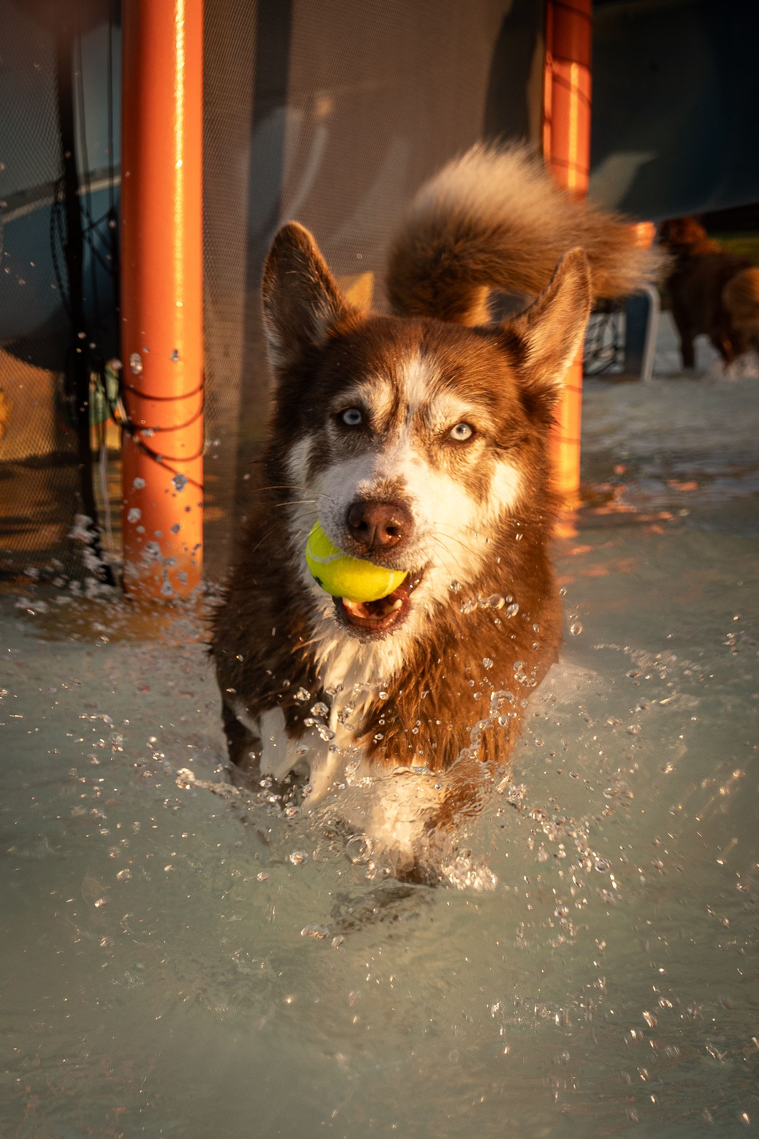 Wet Siberian Husky running through water with a tennis ball in its mouth, splashing joyfully in golden light.