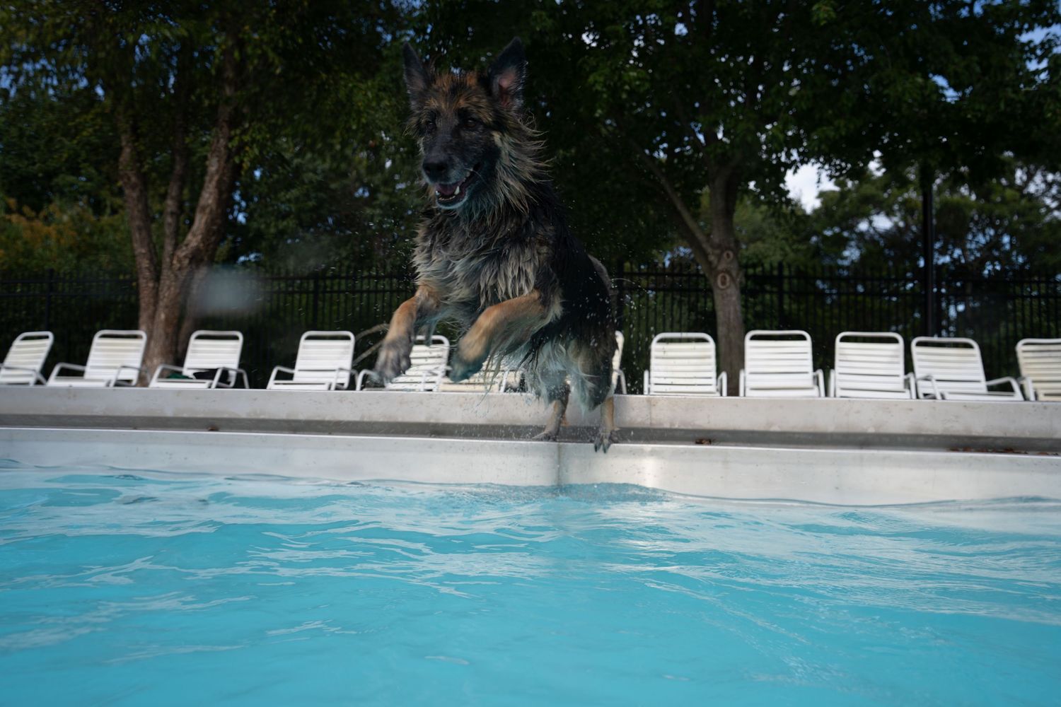 German Shepherd dog jumping into a backyard swimming pool surrounded by lounge chairs and trees.