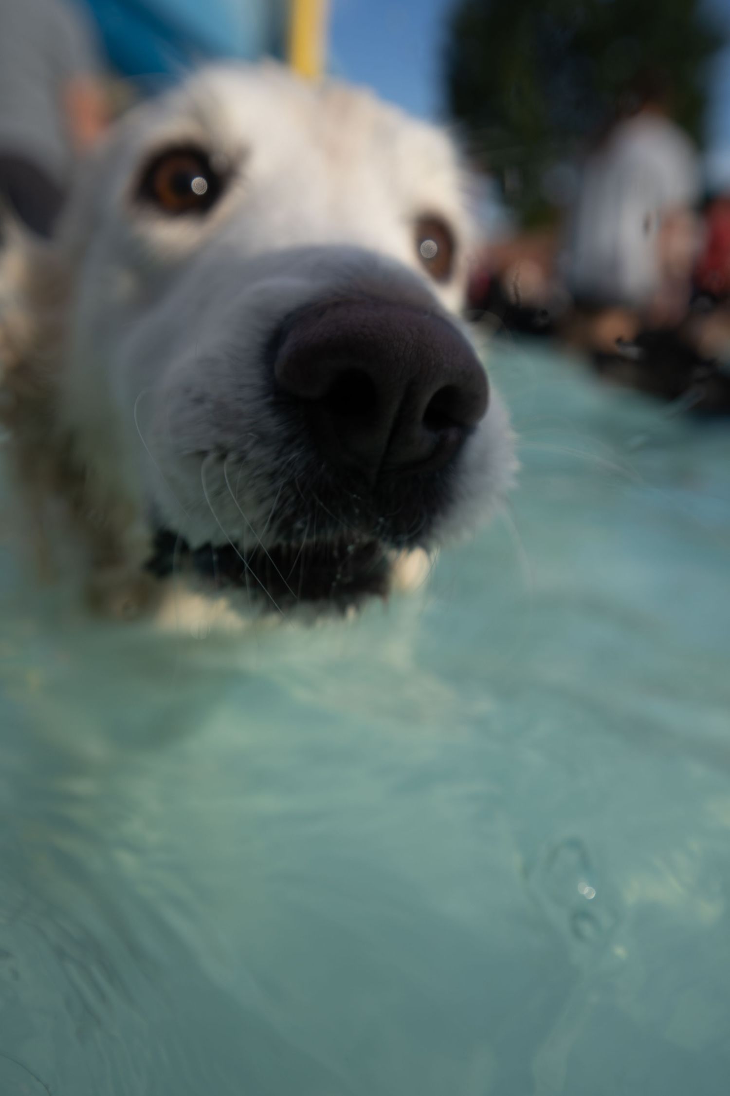 Close-up of a white dog swimming in a pool, with its nose and eyes just above the turquoise water surface.