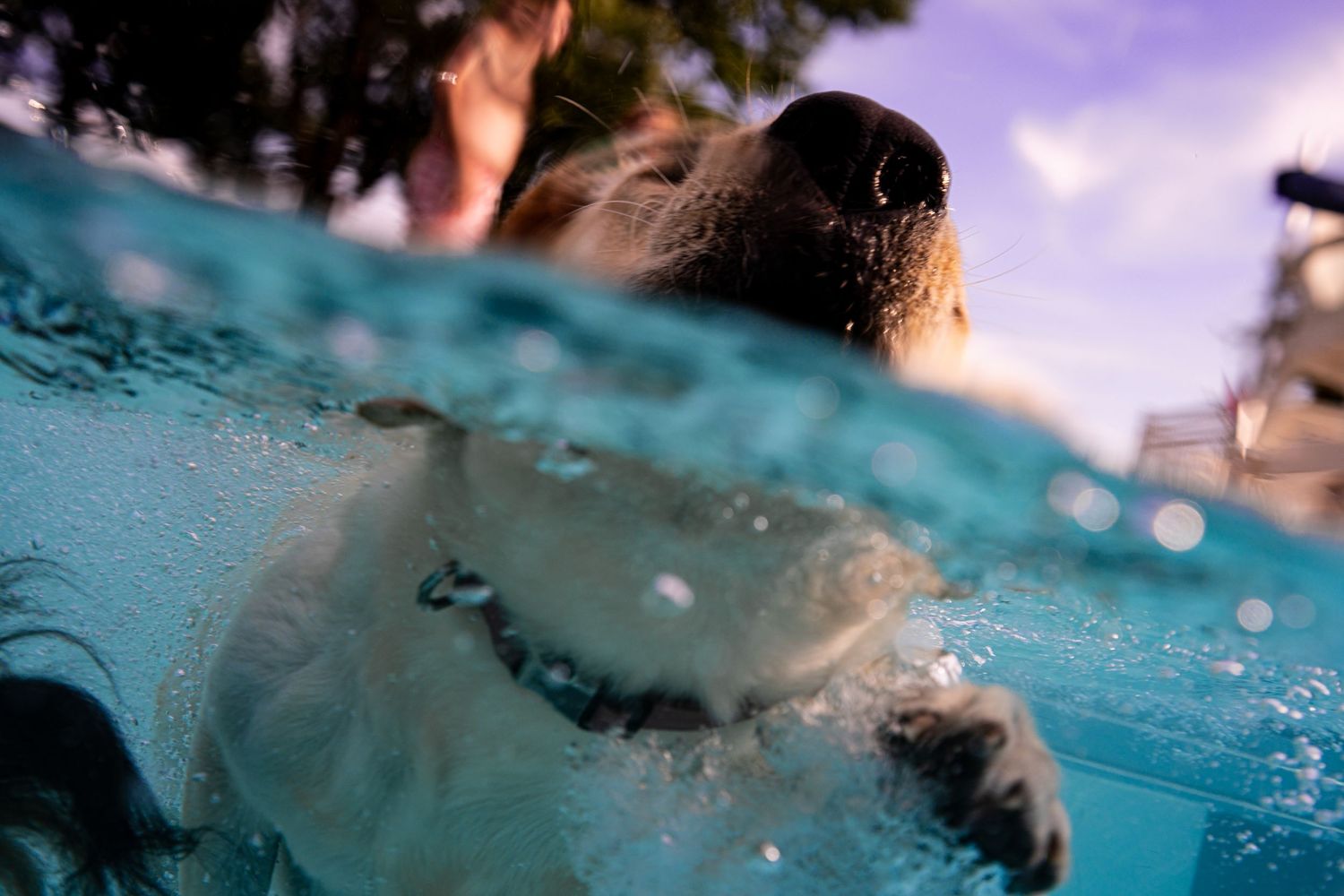 A dog swimming in a pool captured from an underwater perspective showing its paws and snout above the waterline.