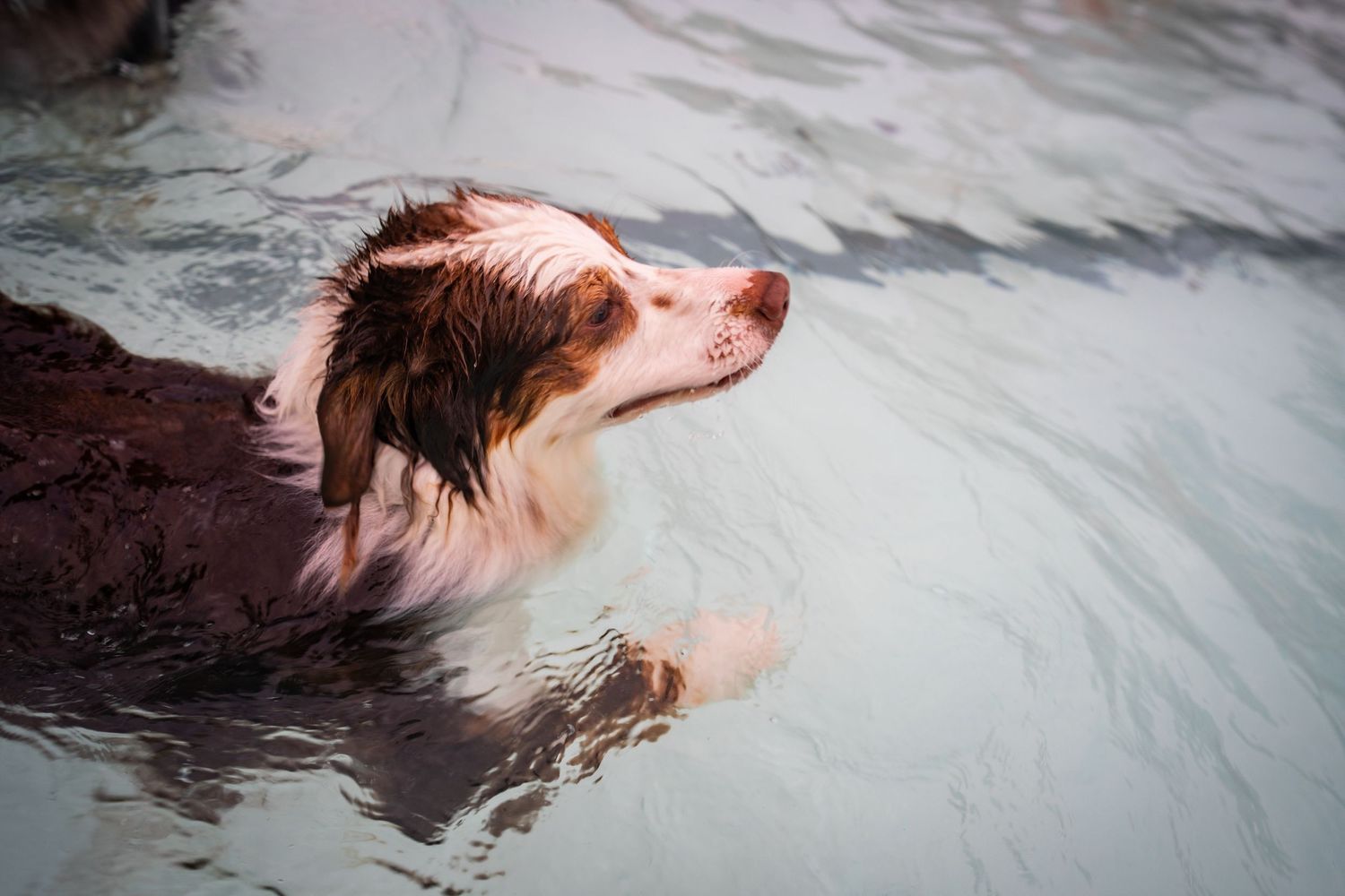 A wet Australian Shepherd dog swimming in a pool, with its head above water.