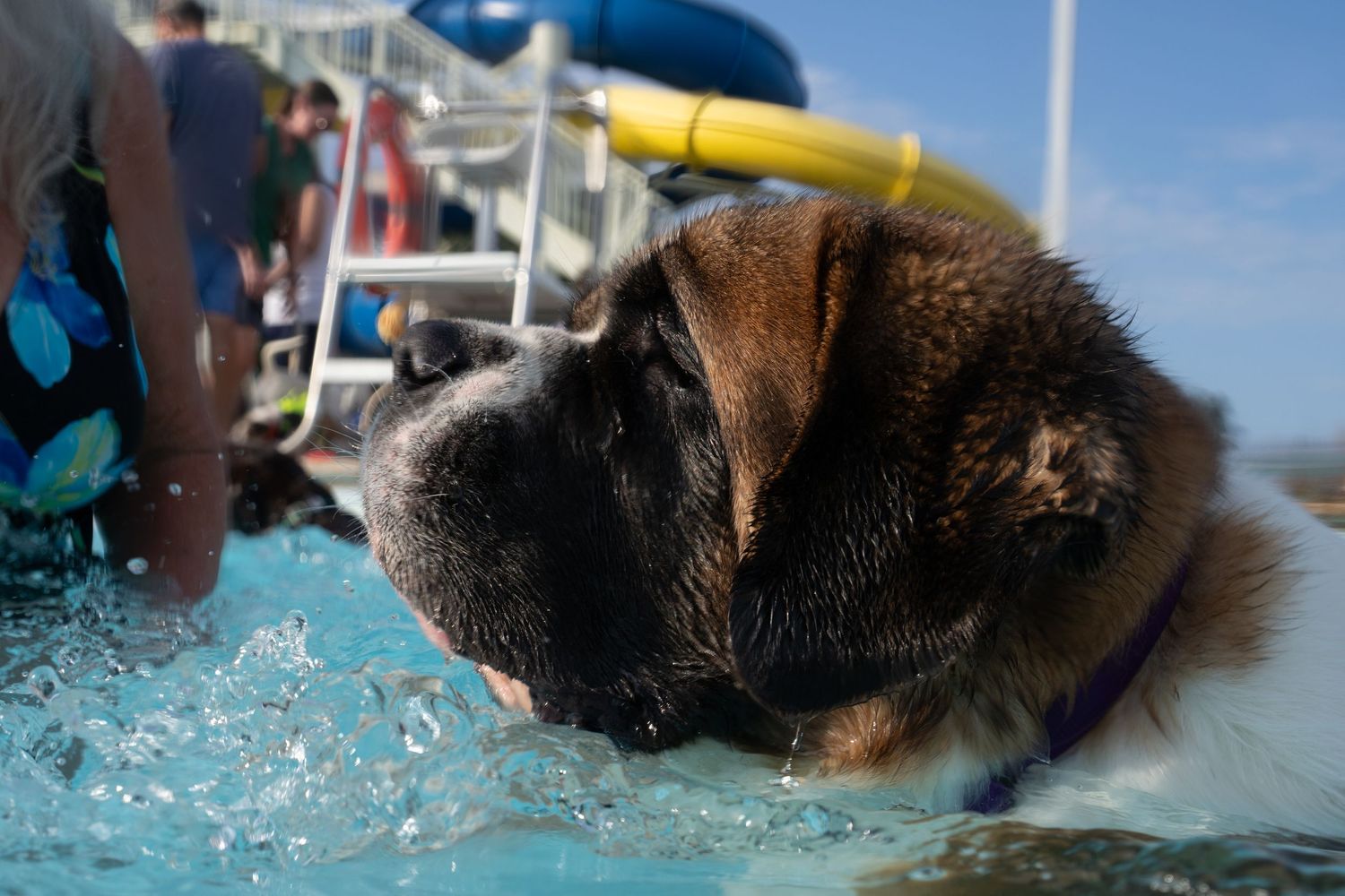 Large wet Saint Bernard dog swimming in an outdoor pool on a bright sunny day.
