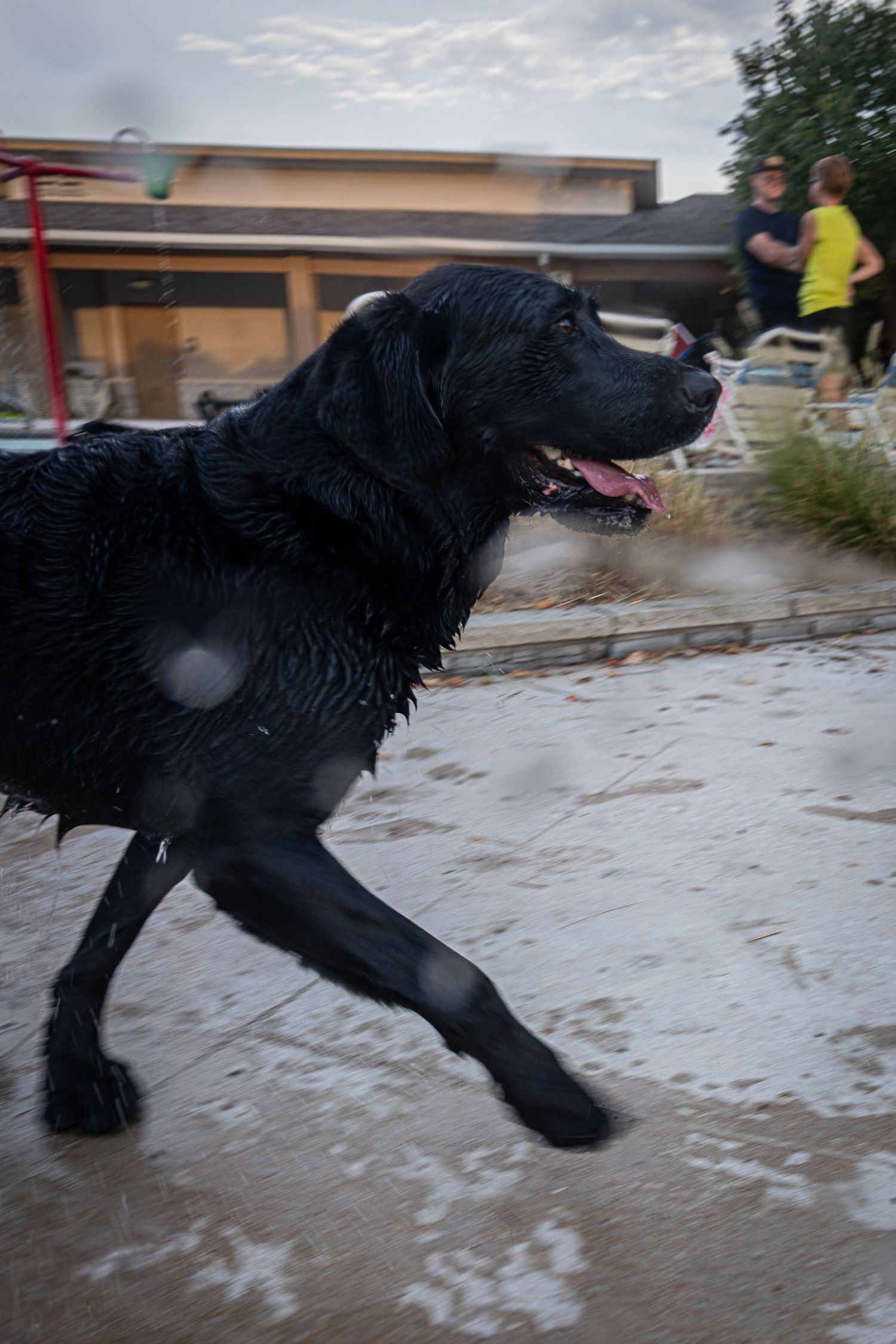 Wet black Labrador retriever running and shaking off water near a pool in a backyard setting.