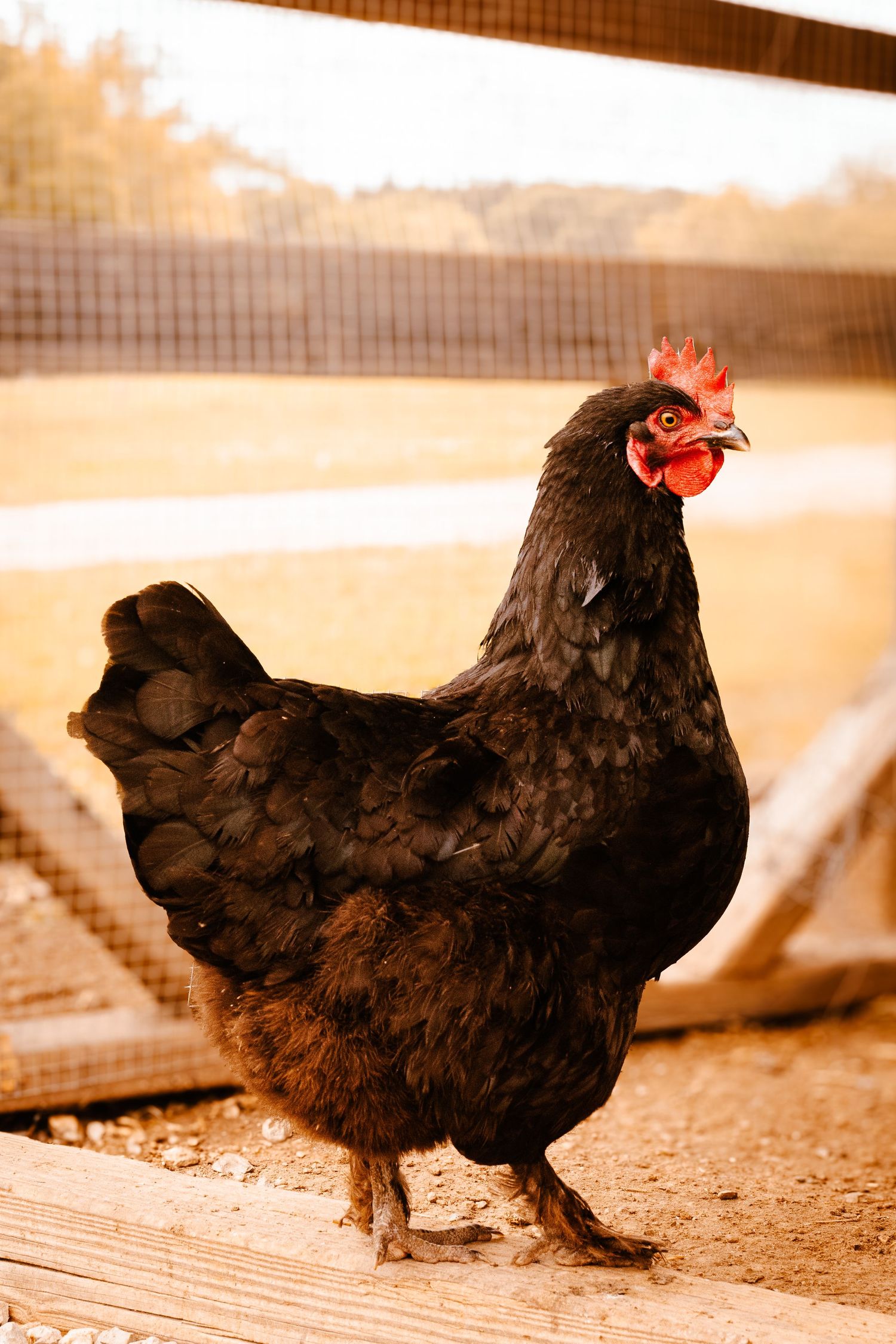 Black hen with red comb standing in a chicken coop with wire mesh fencing in warm sunlight.