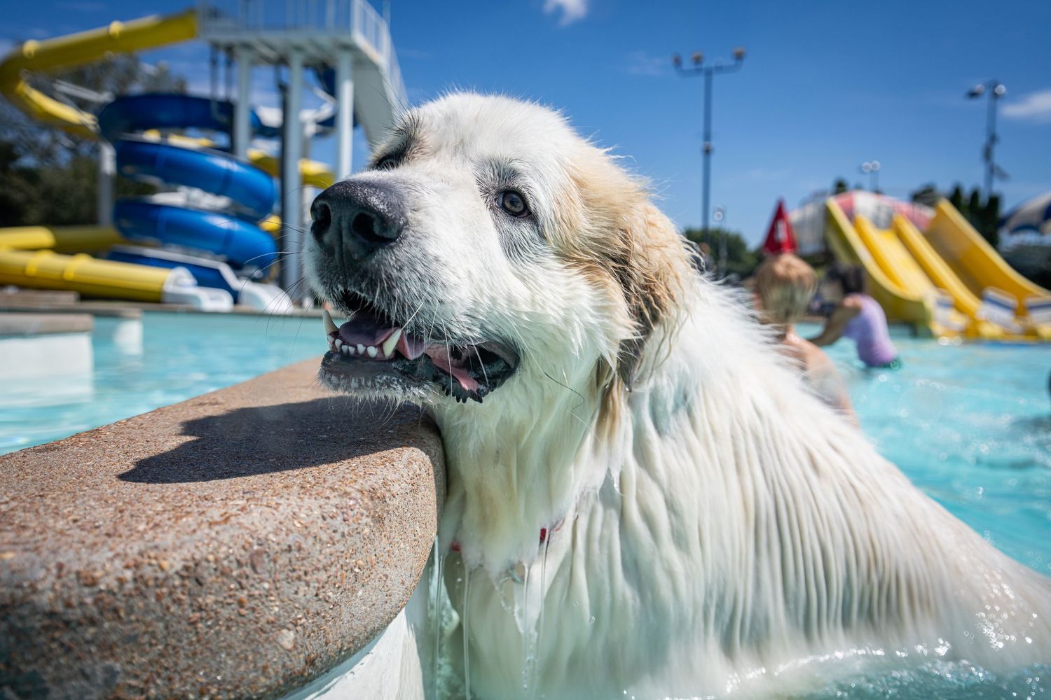 A happy Great Pyrenees dog enjoys a water park pool on a sunny day with colorful slides in the background.