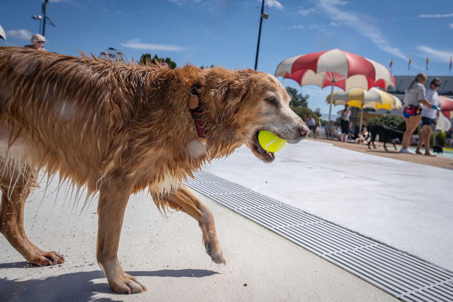Wet golden retriever carrying a tennis ball in its mouth while walking along a pool deck.