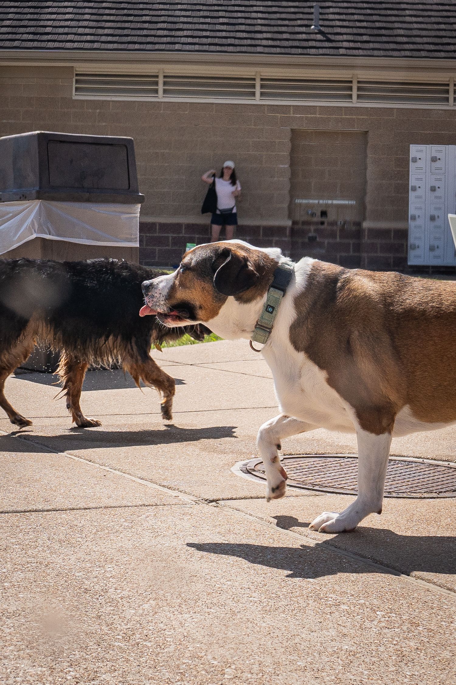 Two dogs playing and chasing each other on a sunny concrete pool deck near a brick building.