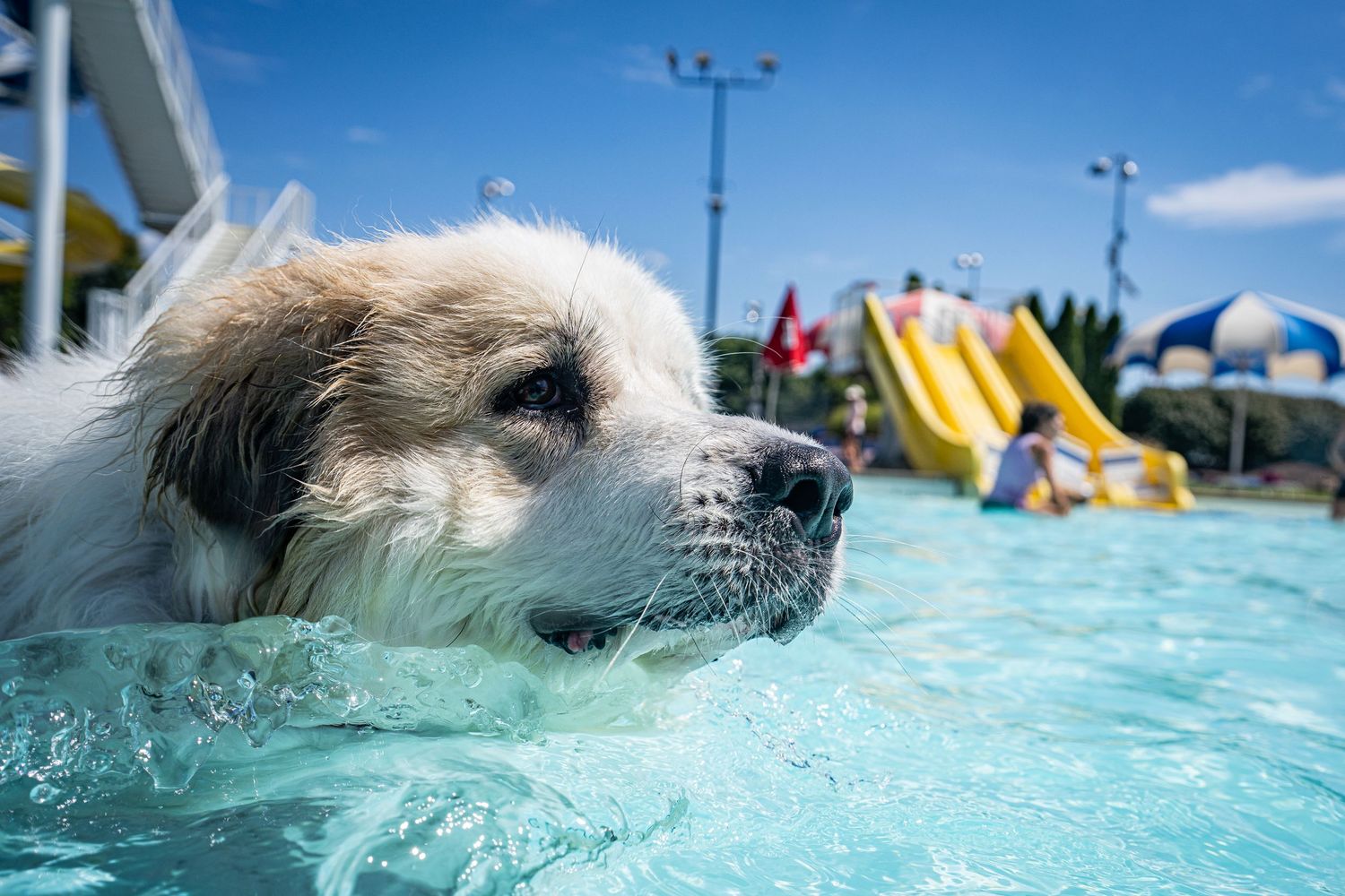 Close-up of a Great Pyrenees dog swimming in an outdoor pool with colorful water slides in background.