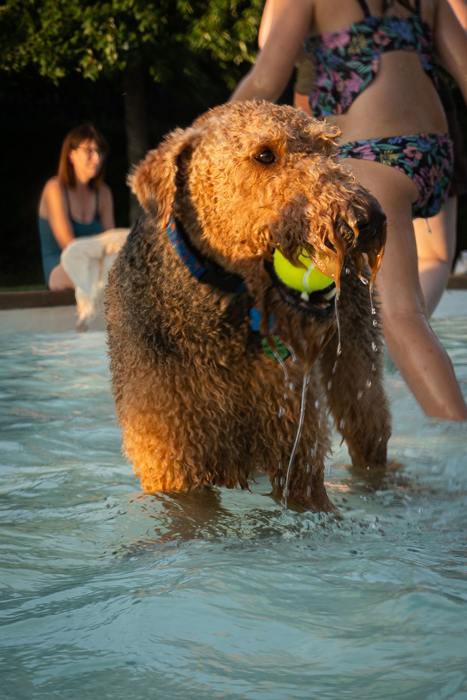 Wet Airedale Terrier holding a tennis ball in a pool with people in the background.