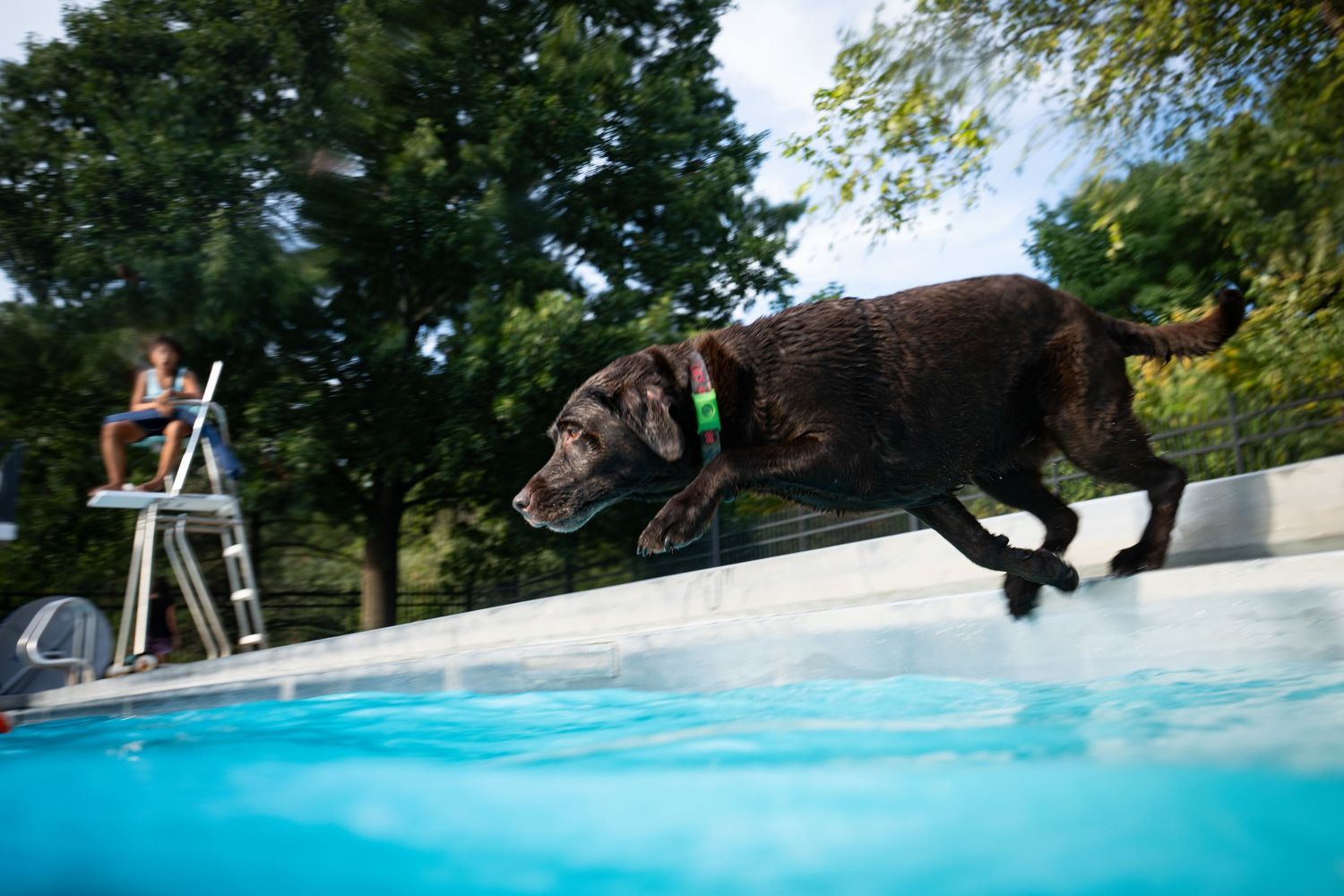 A chocolate Labrador leaps into a sparkling blue pool outdoors, with a person seated on a ladder in the background.