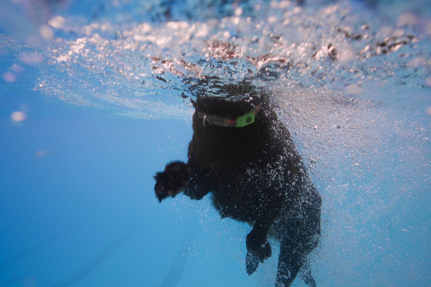Black Labrador dog diving underwater in a blue swimming pool, surrounded by bubbles.