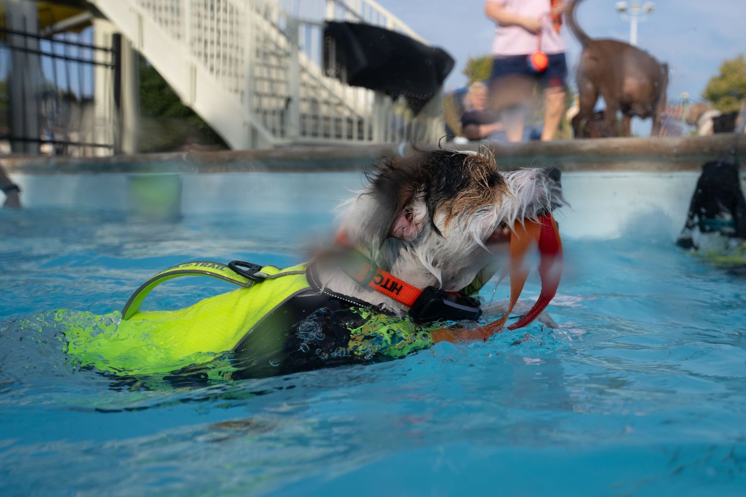 A small dog wearing a yellow life jacket swims in a bright blue pool during a fun outdoor event.