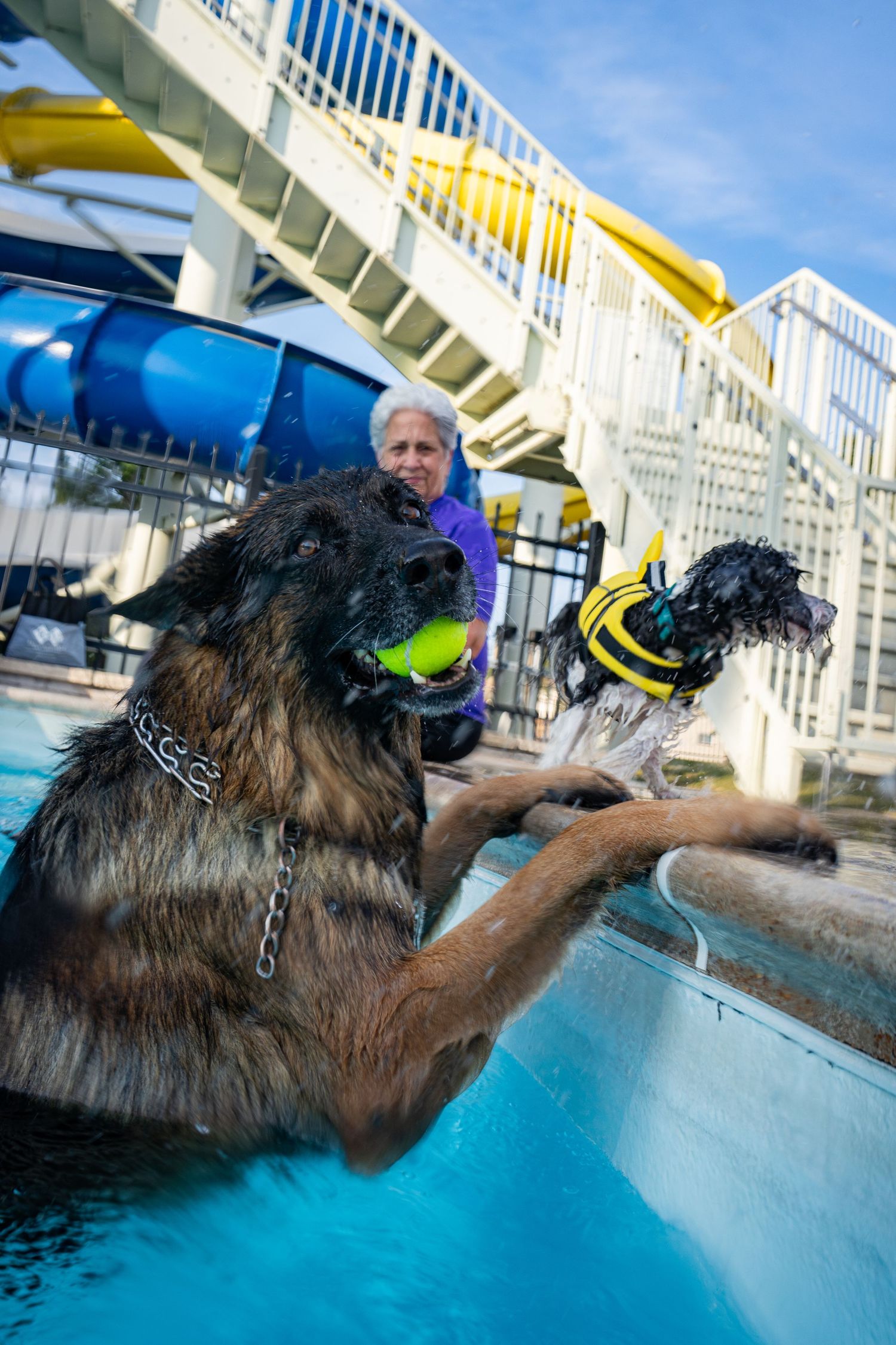Two dogs playing in a pool with a tennis ball, wearing life jackets, near water slides on a sunny day.