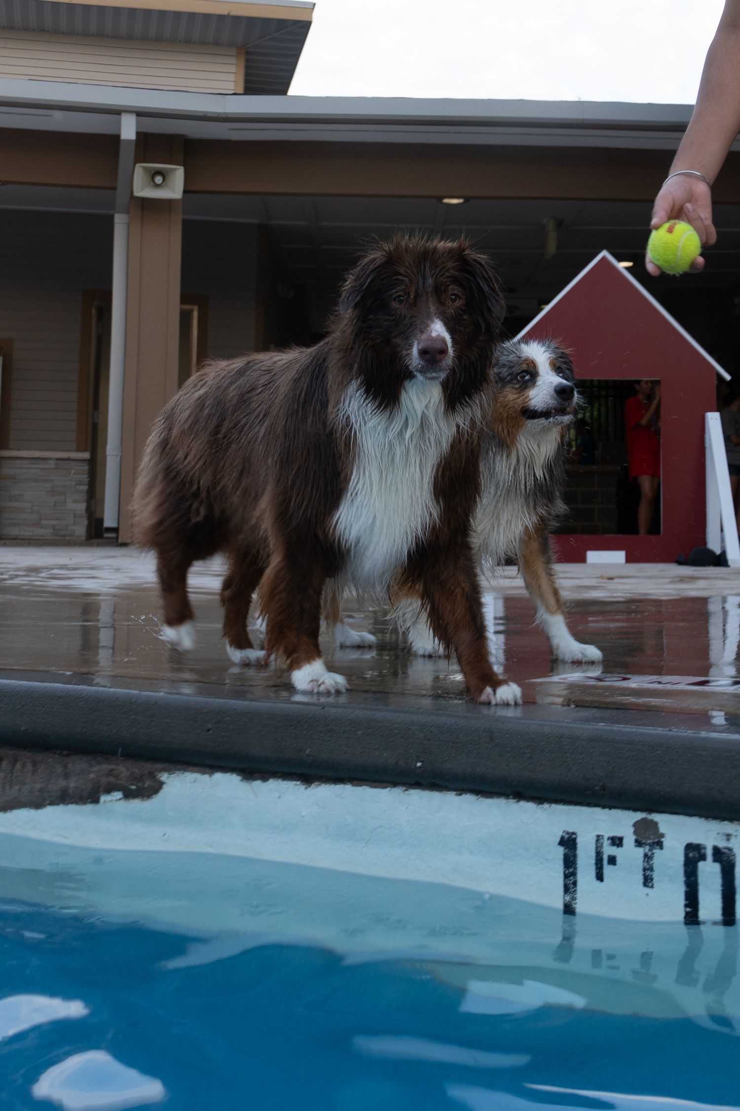 Two wet dogs stand by a swimming pool as a hand holds a tennis ball near a red doghouse.