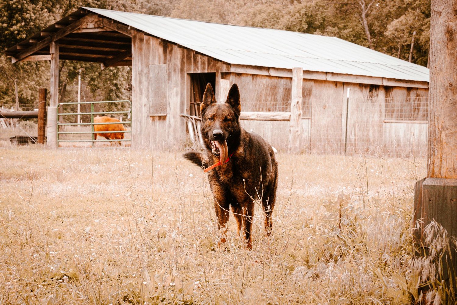 A dark German Shepherd dog stands in a field with an open barn structure in the background.