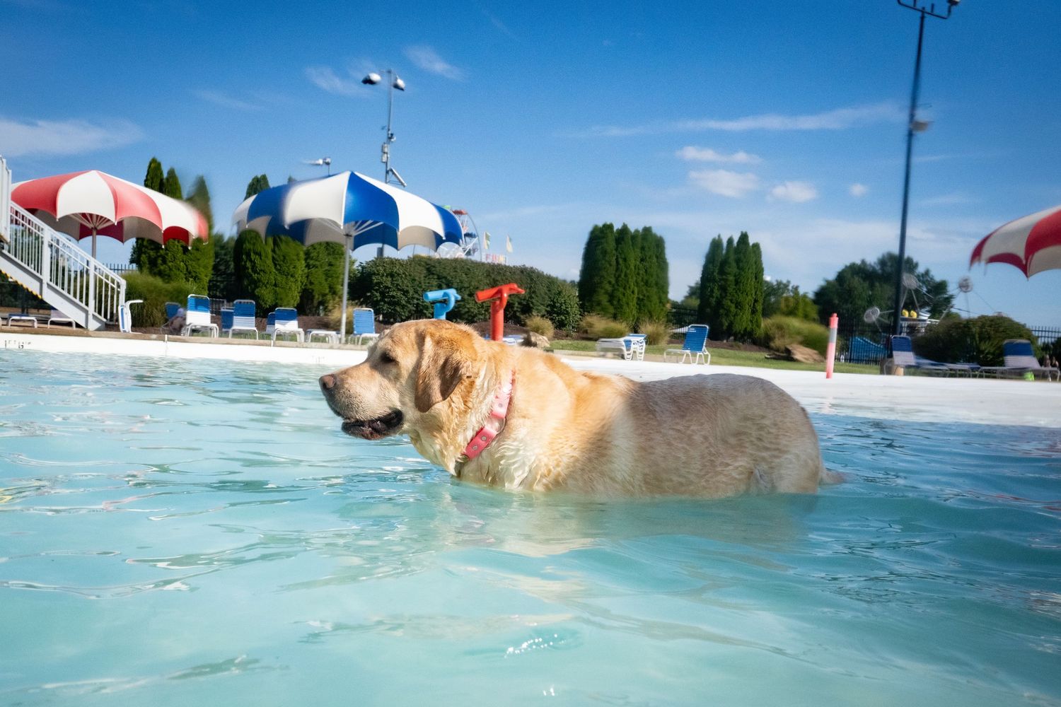 A yellow Labrador wading in a clear blue outdoor pool on a sunny day.