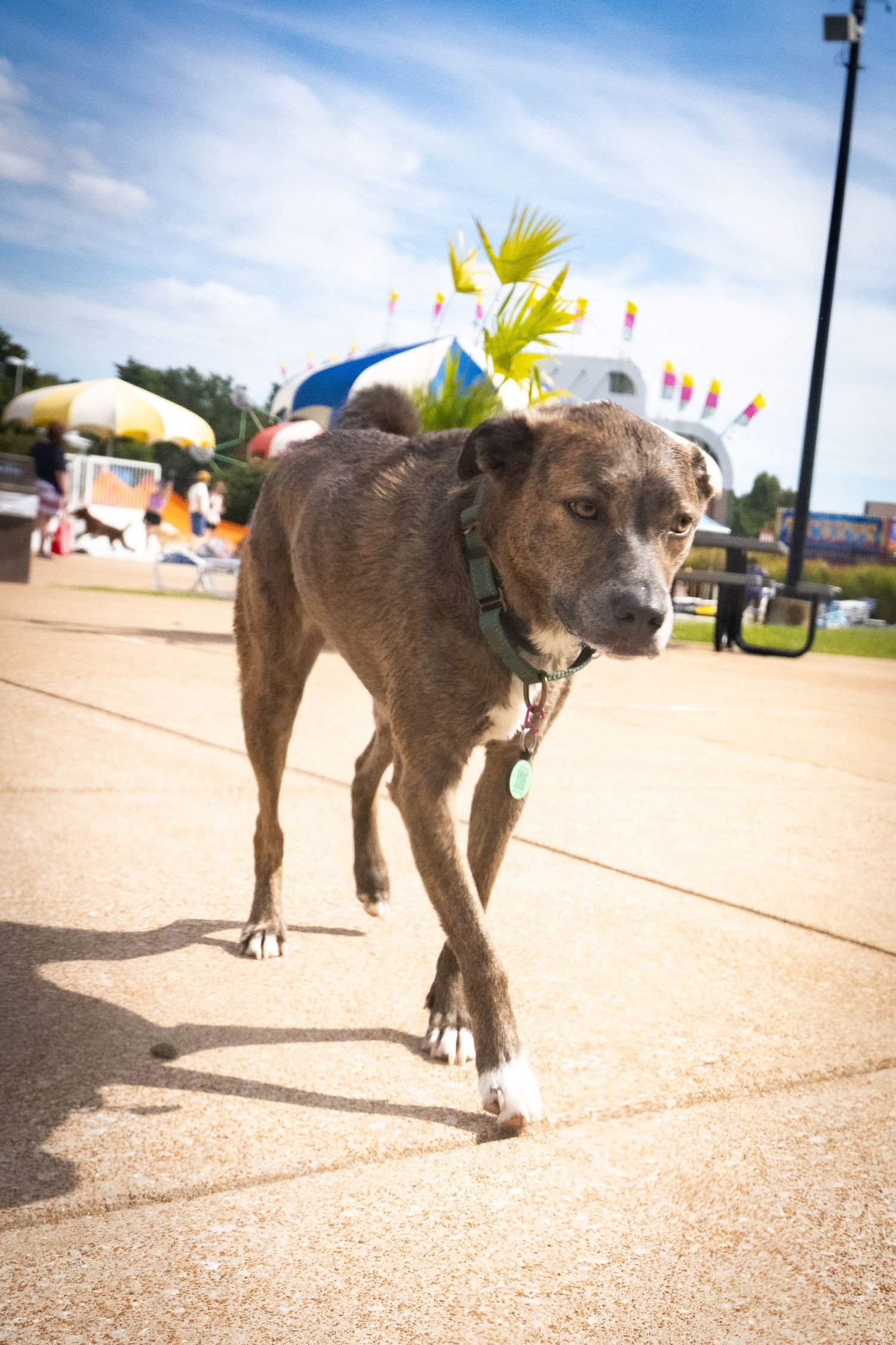Brindle mixed breed dog walking on sunny pavement wearing green collar at outdoor fair with colorful attractions behind.