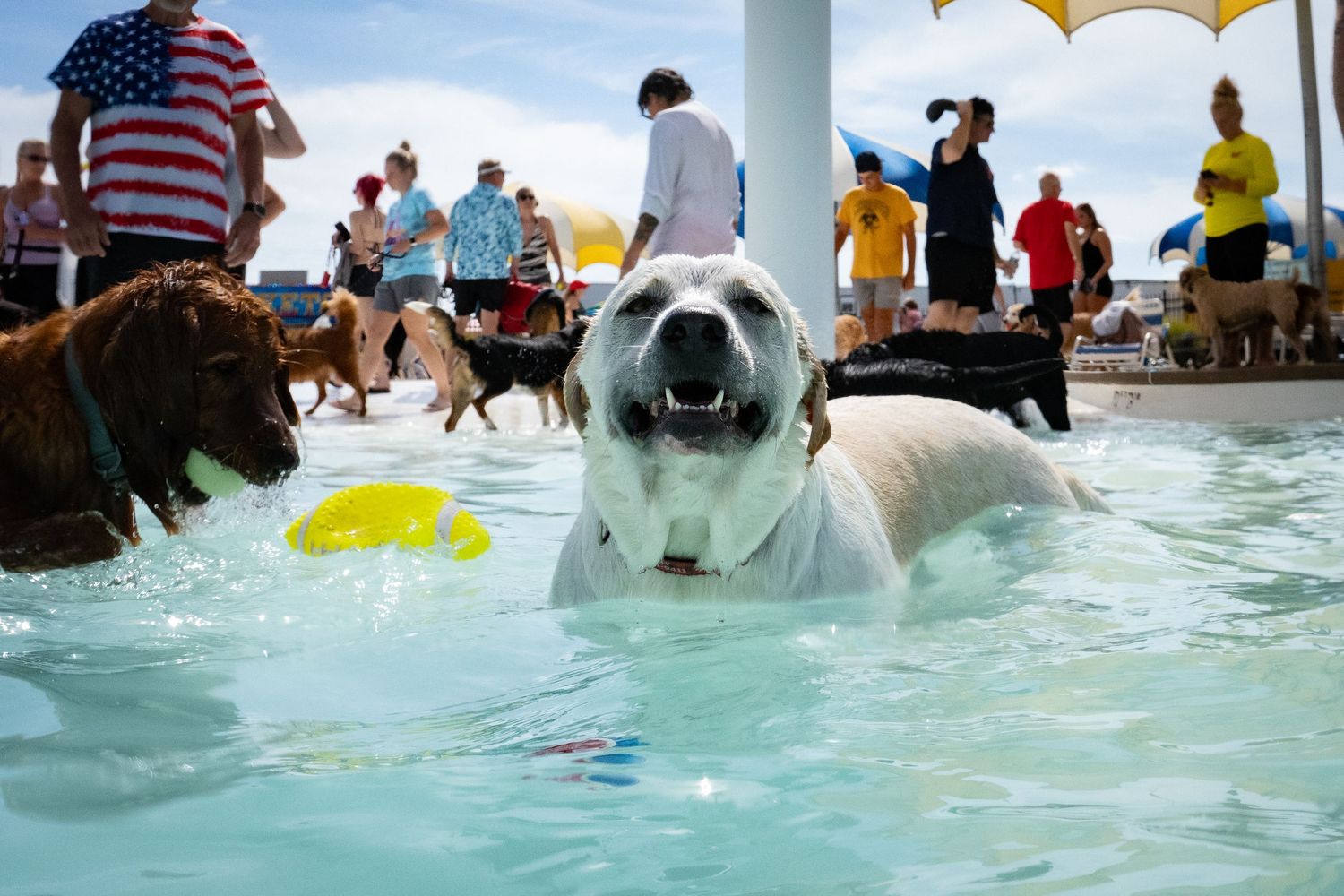 A white Bulldog swims toward the camera holding a yellow toy in a crowded outdoor dog pool party.