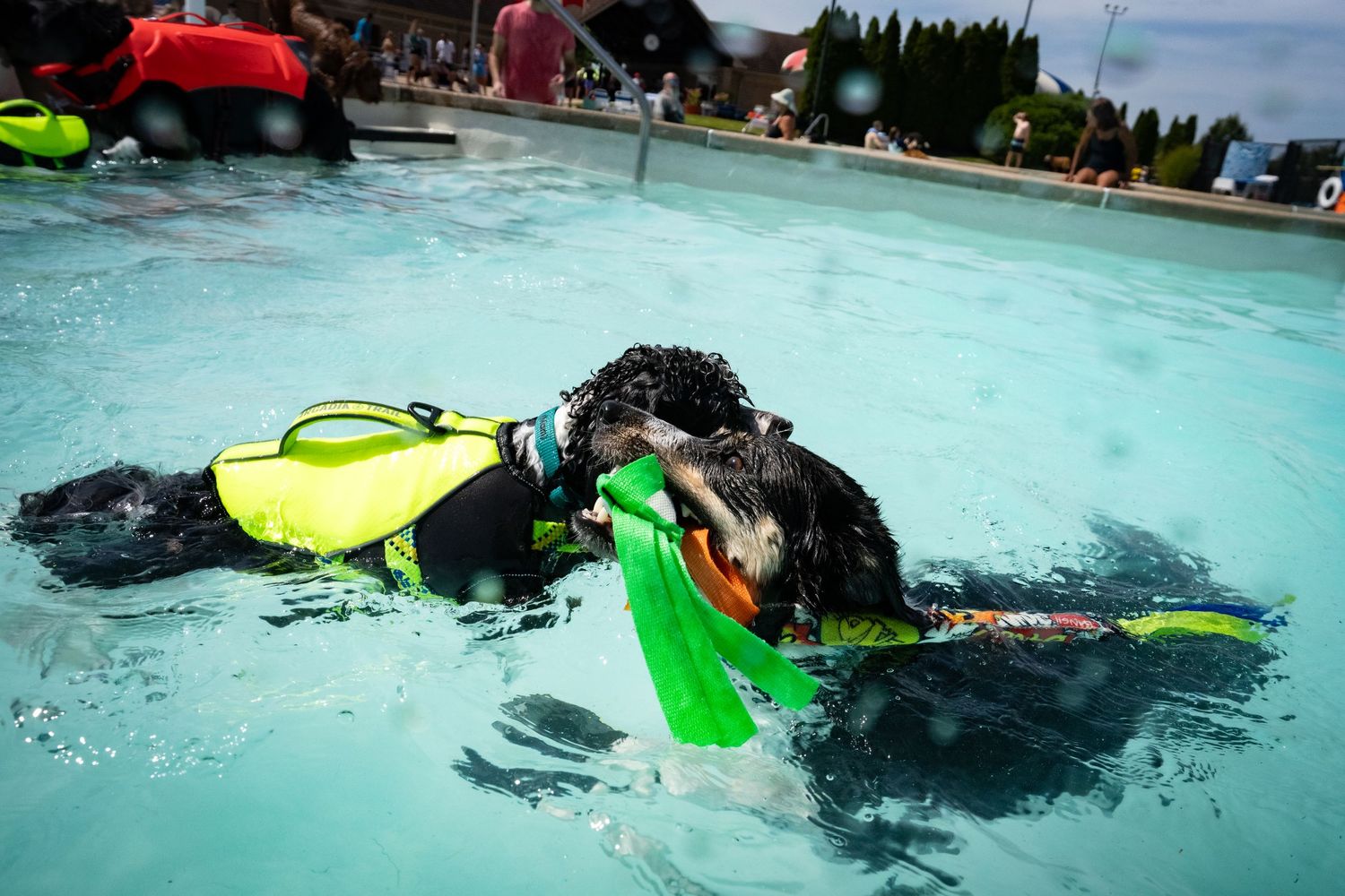 A black dog wearing a green life jacket swims with a toy in a crowded pool.