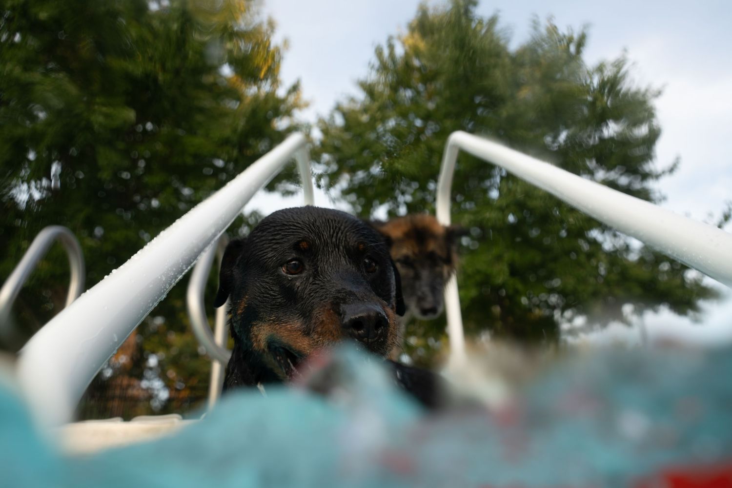 A black and tan dog peers over the edge of a colorful kiddie pool outdoors with trees in the background.