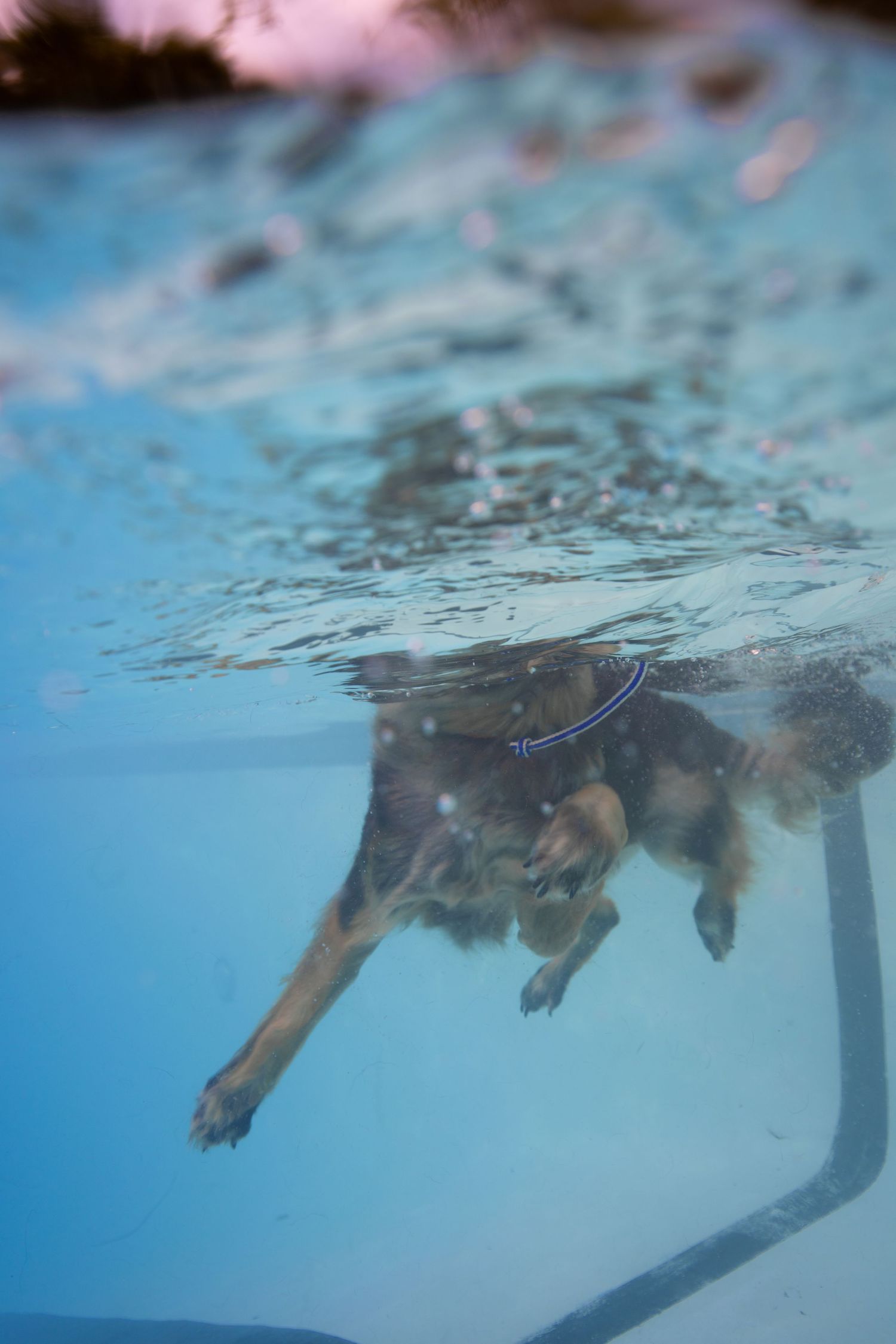 Underwater view of a dog swimming in a blue pool, wearing a collar, with paws visible beneath the water surface.