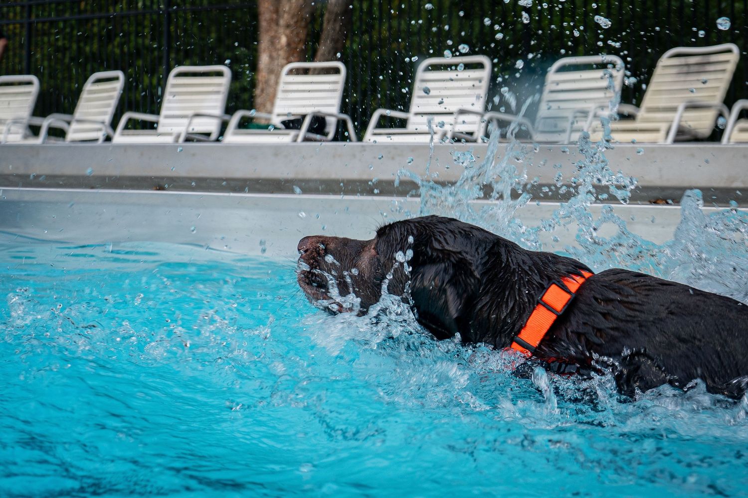 A black Labrador dog wearing an orange collar splashes through a bright blue swimming pool with lounge chairs in the background.