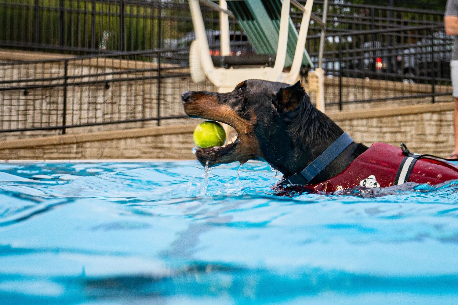 Rottweiler dog swimming in a blue pool wearing a red life vest while carrying a yellow tennis ball.