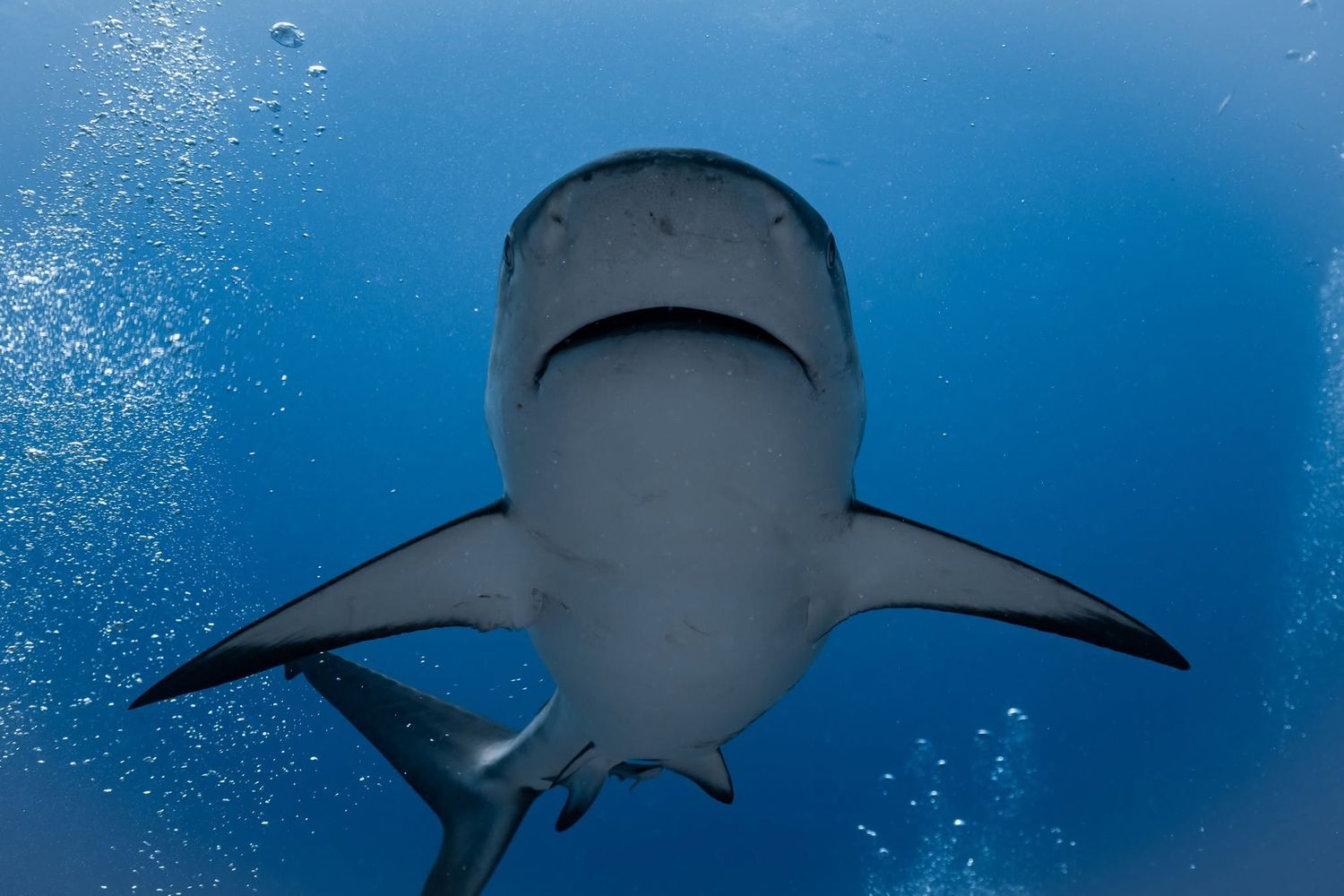 Underwater view of a shark swimming toward the camera in clear blue ocean water.