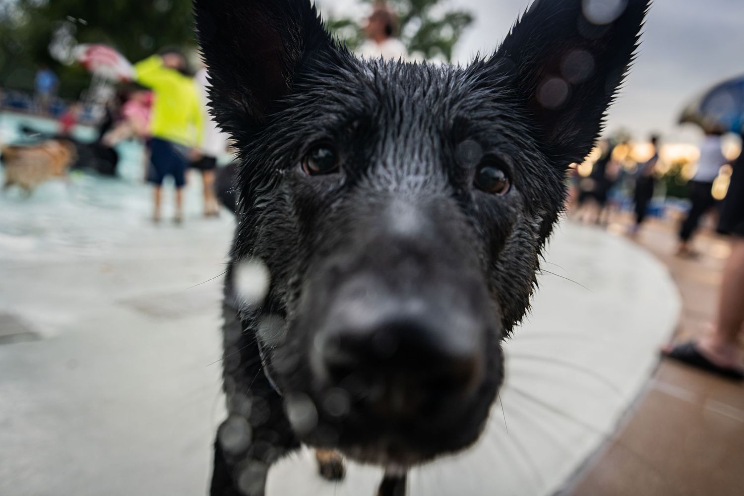Wet black German Shepherd dog close-up at an outdoor pool event with people in the background.