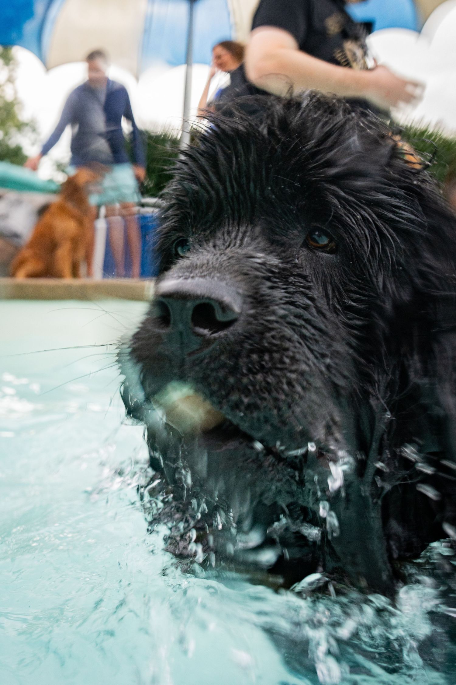 Wet black Newfoundland dog swimming in a pool with people and a brown dog visible in the background.