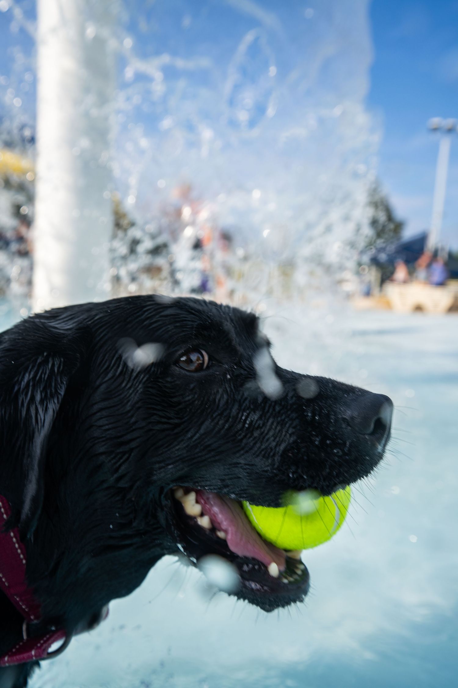 Wet black Labrador dog holding a yellow tennis ball in its mouth at a splash pad on a sunny day.