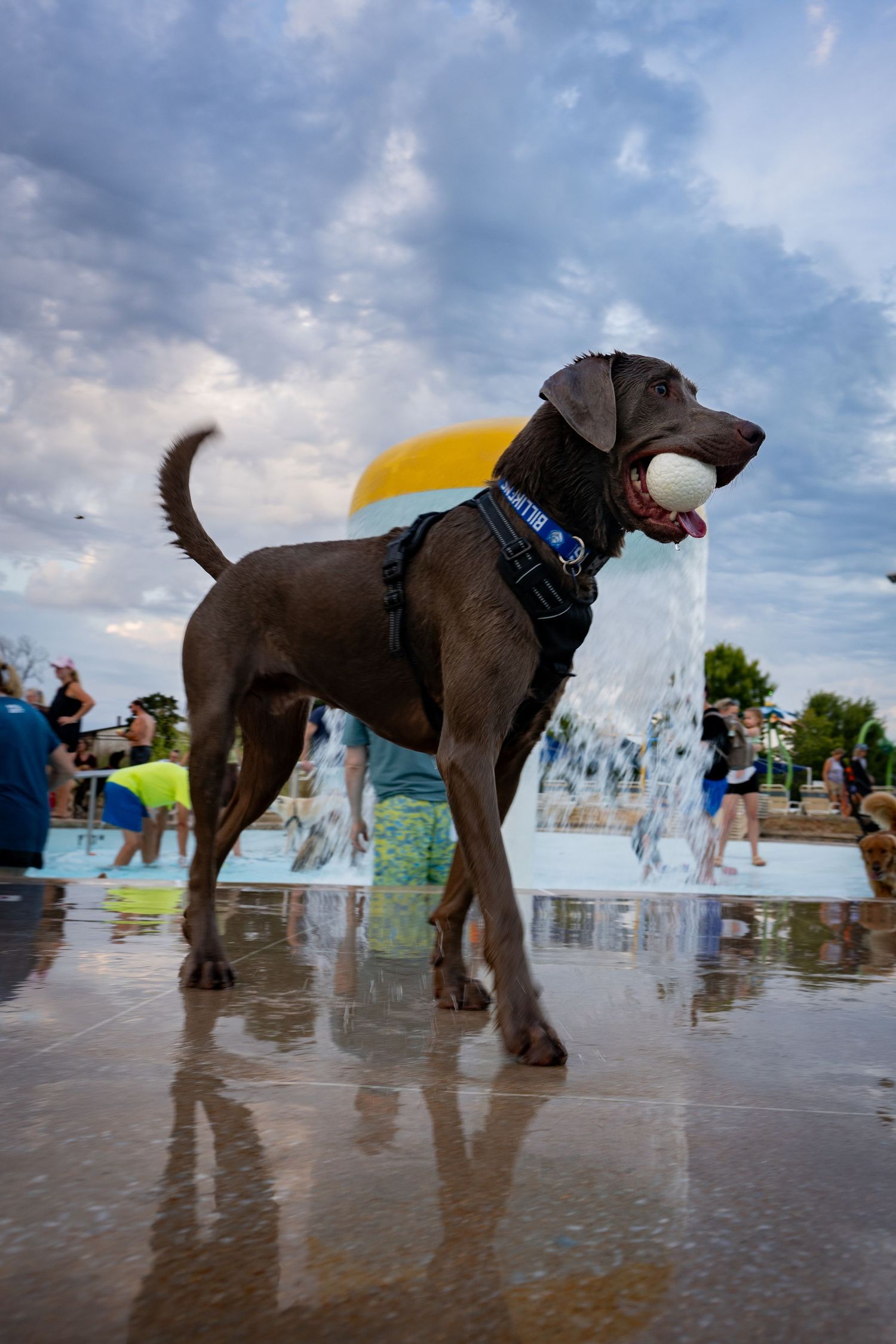 A wet Weimaraner dog holds a ball in its mouth at a splash pad park with a fountain and cloudy sky backdrop.