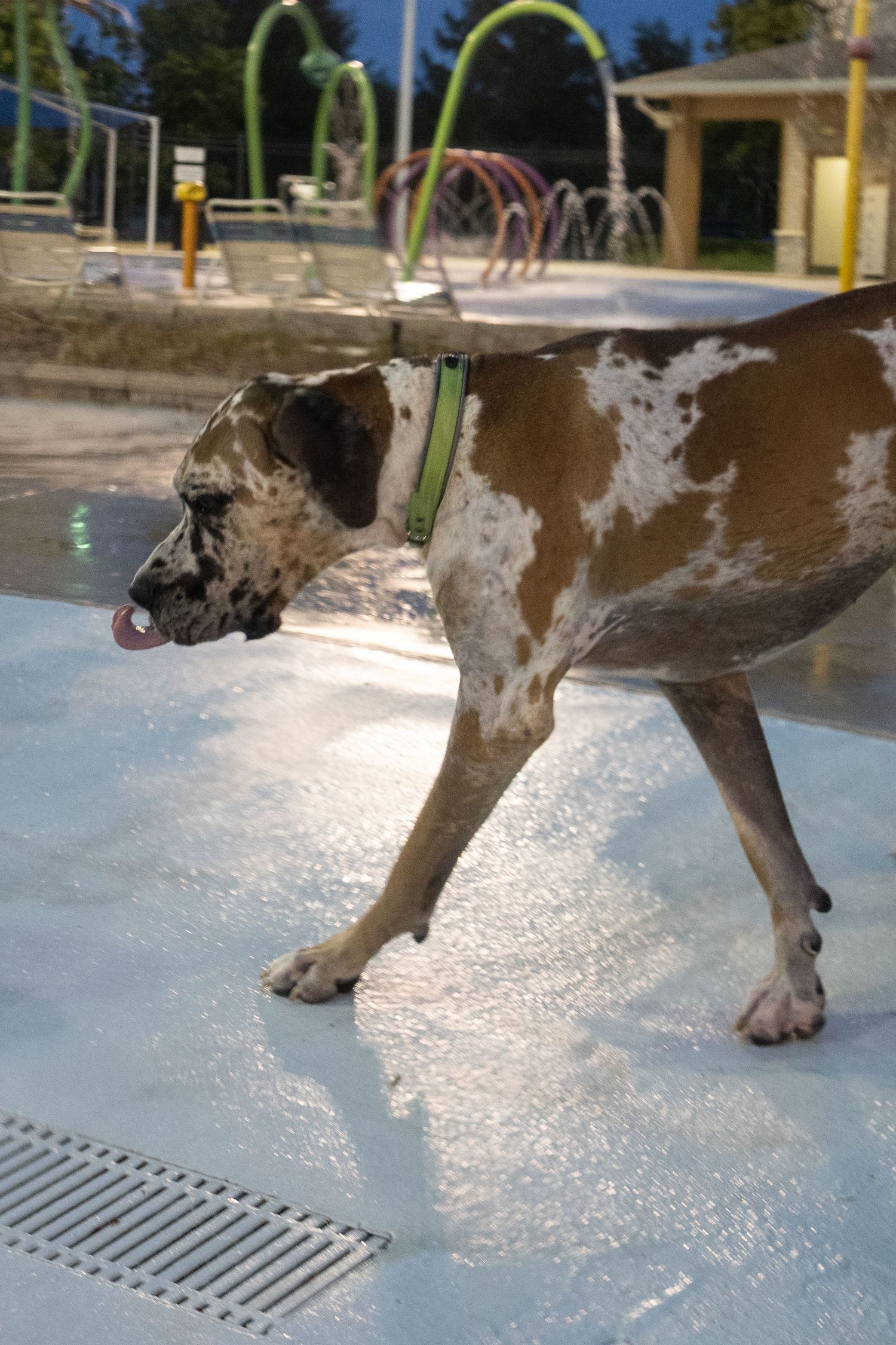 A brown and white Great Dane dog with green collar walking on wet splash pad surface at outdoor water park.