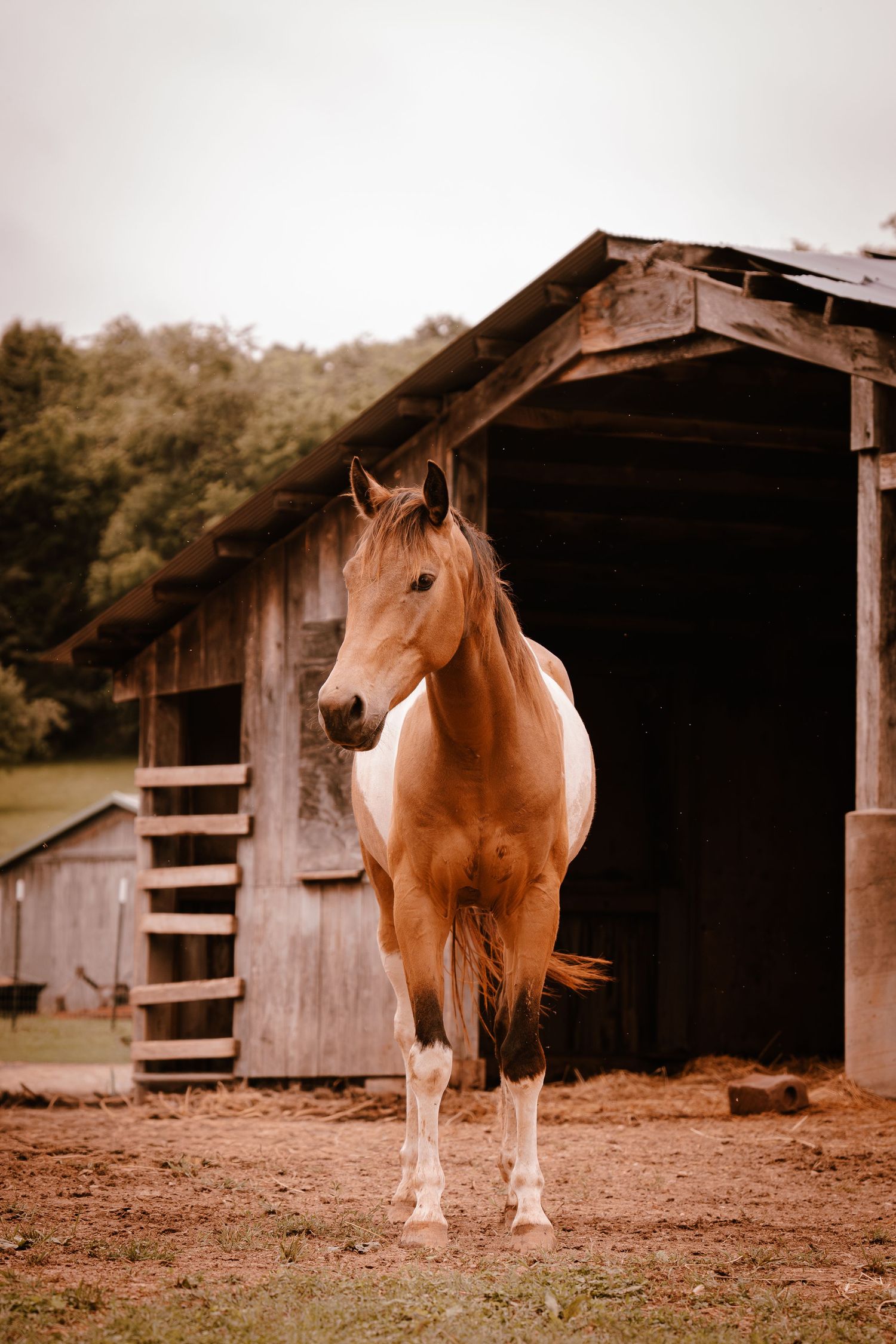 Chestnut paint horse standing in front of a rustic wooden barn on a farm.