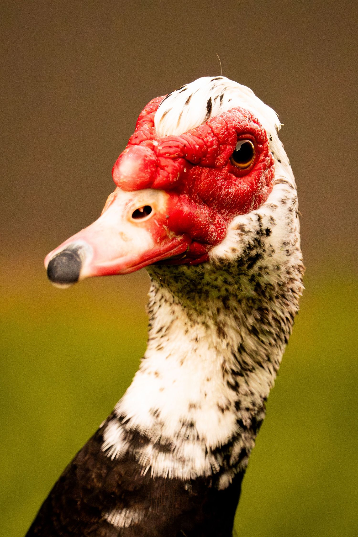 A Muscovy duck with striking red facial caruncles and black and white plumage poses against a green background.