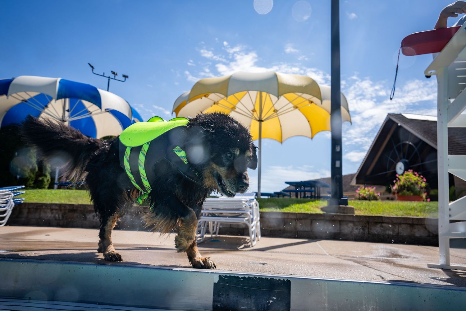 A dog wearing a green life vest stands at the edge of a swimming pool under colorful umbrellas on a sunny day.