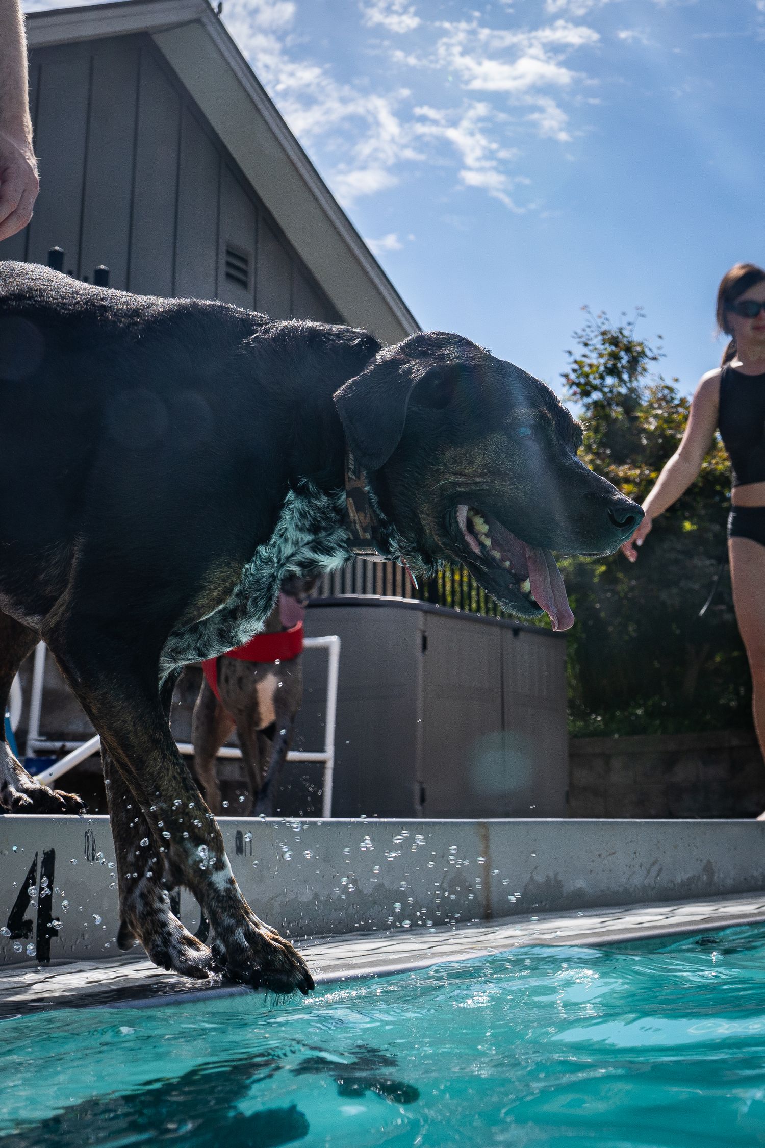 A wet black Labrador dog plays at the edge of a backyard swimming pool with a woman nearby.