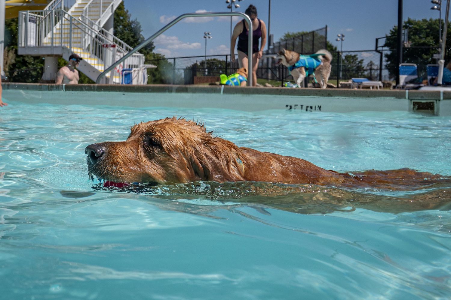 A golden retriever swims across a clear blue pool carrying a red ball in its mouth.