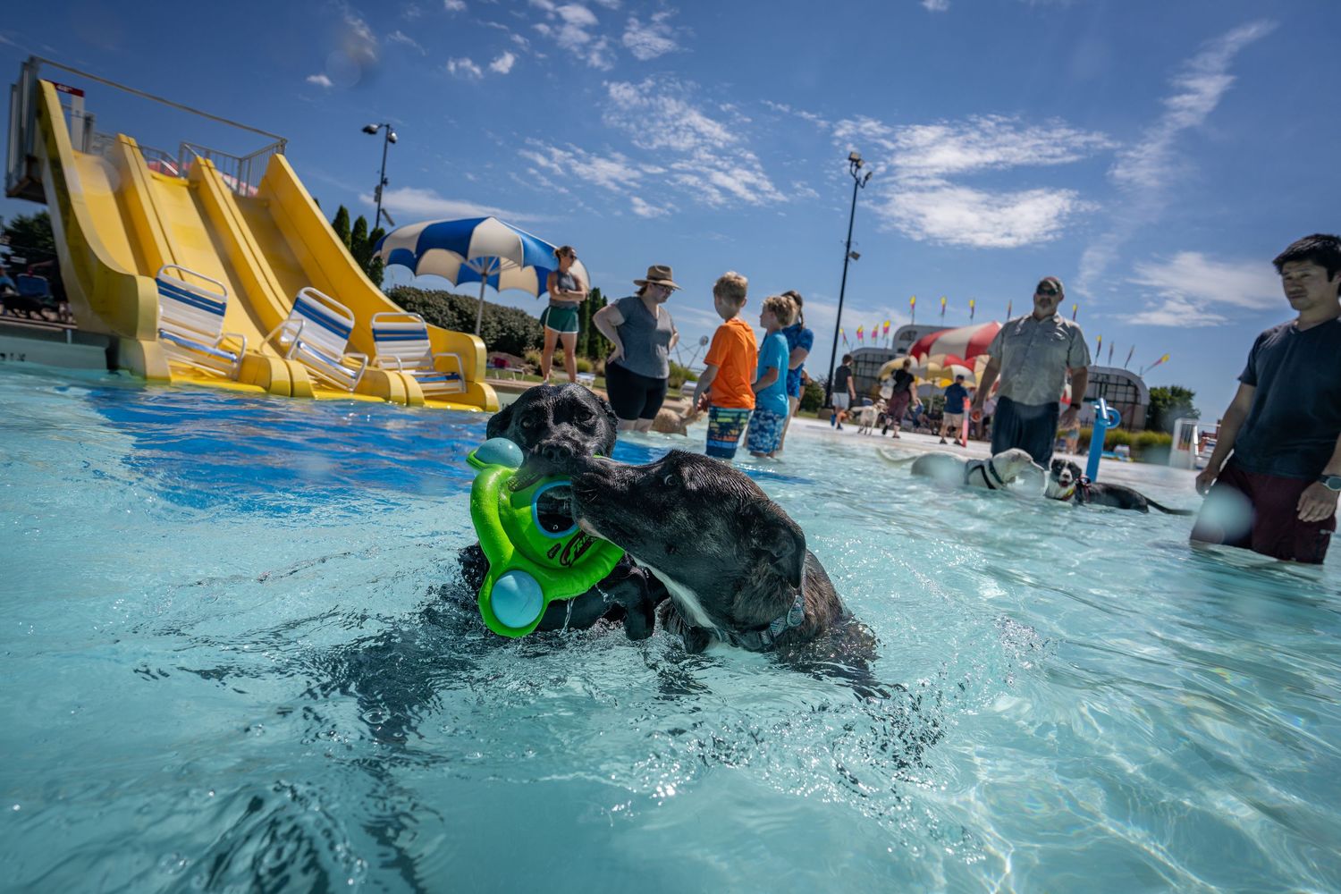 A black Labrador retrieves a green toy in a pool with a yellow water slide in the background.