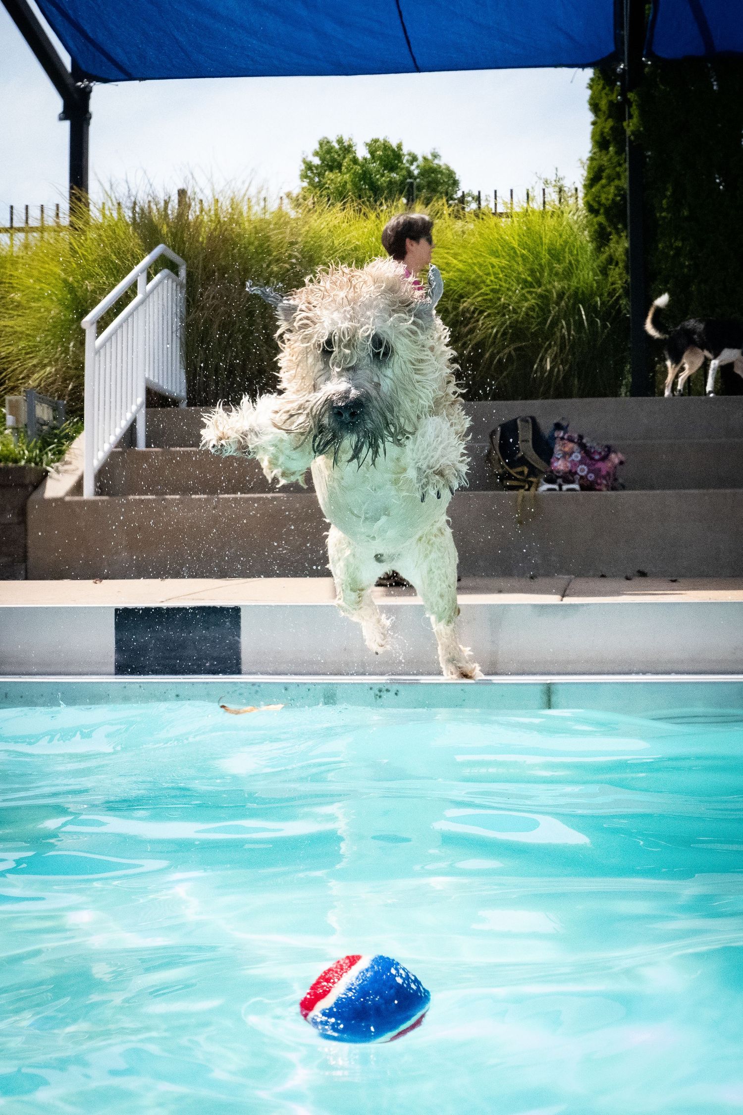 A fluffy wet dog leaps into a pool chasing a red and blue ball on a sunny day.