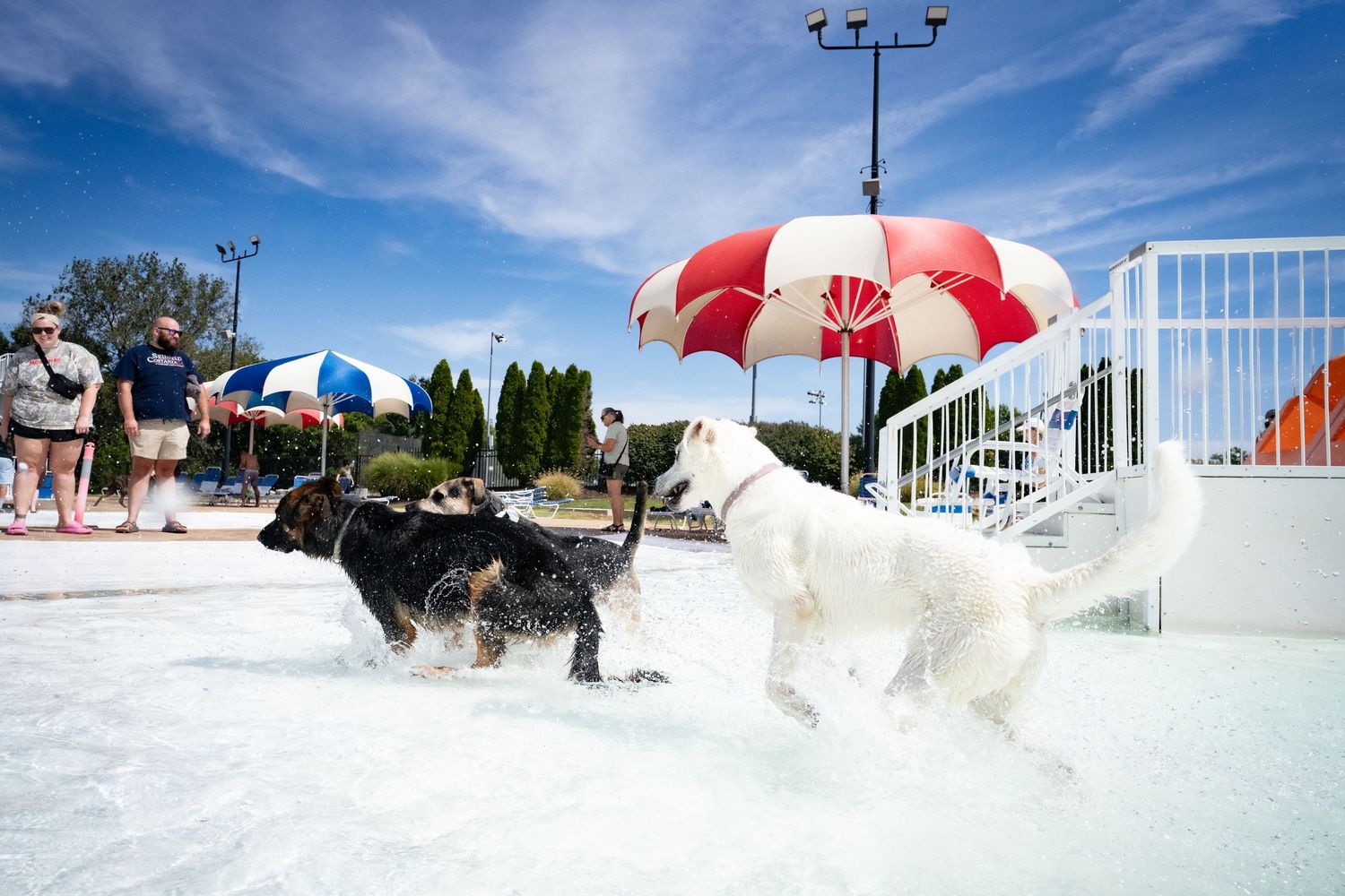 Two dogs splash and play in a sunny outdoor pool with a red and white umbrella overhead.