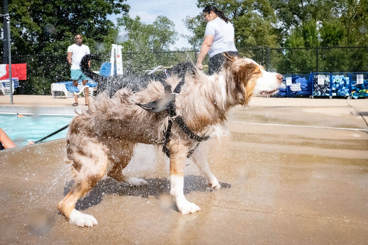 A wet merle Australian Shepherd shakes off water on a pool deck near a swimming pool.