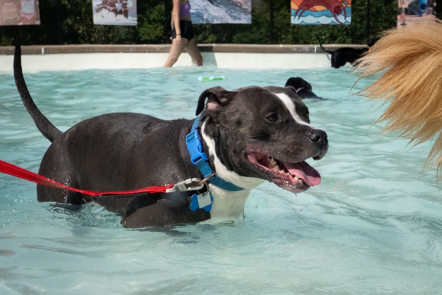 A happy pit bull dog wearing a blue harness and red leash splashes in a outdoor swimming pool.